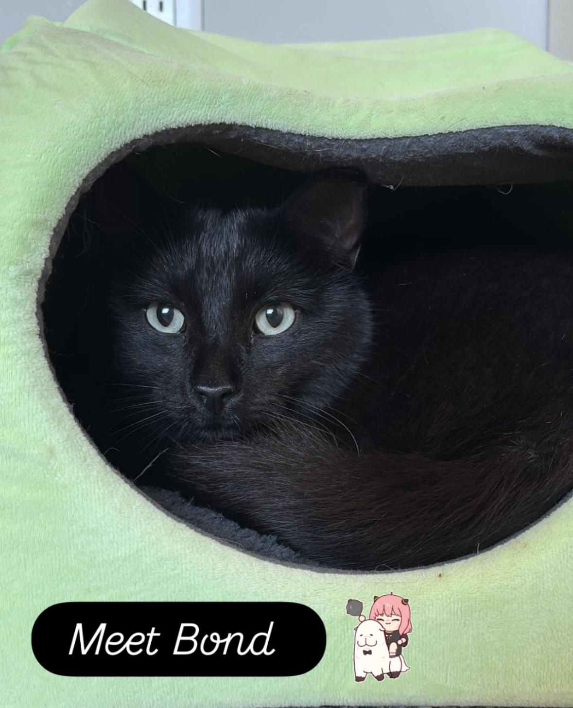 Enlarge Bond, a ADOPTABLE Domestic Short Hair in Tucson, AZ image 3/3