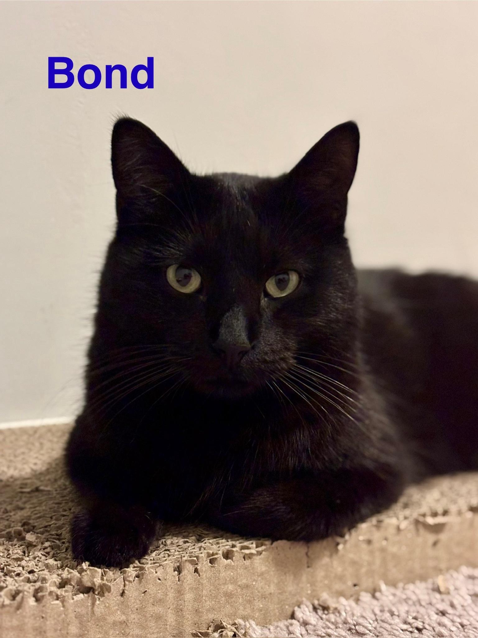 Enlarge Bond, a ADOPTABLE Domestic Short Hair in Tucson, AZ image 1/3