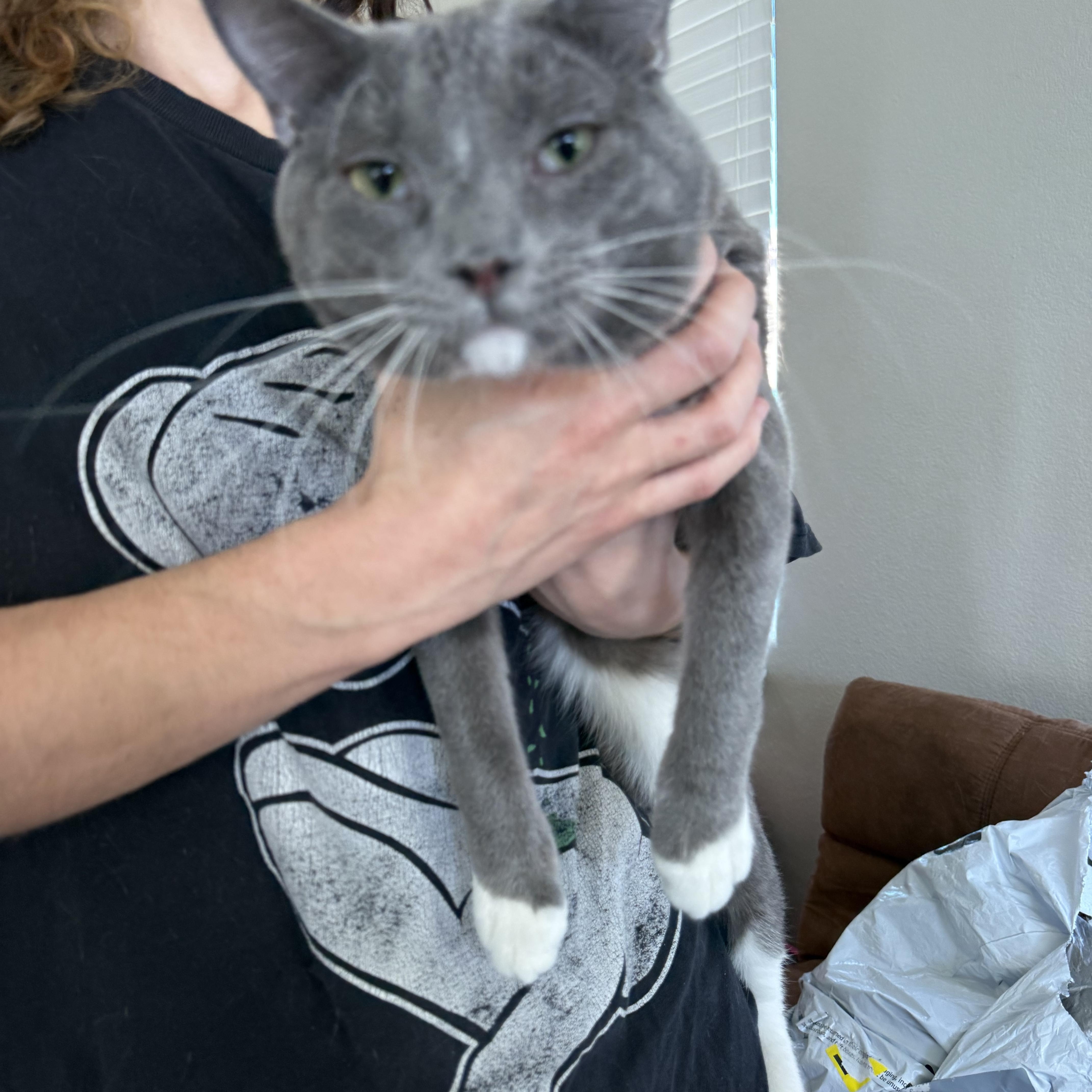 Co-Pilot, Adoptable, Young Male Domestic Short Hair.