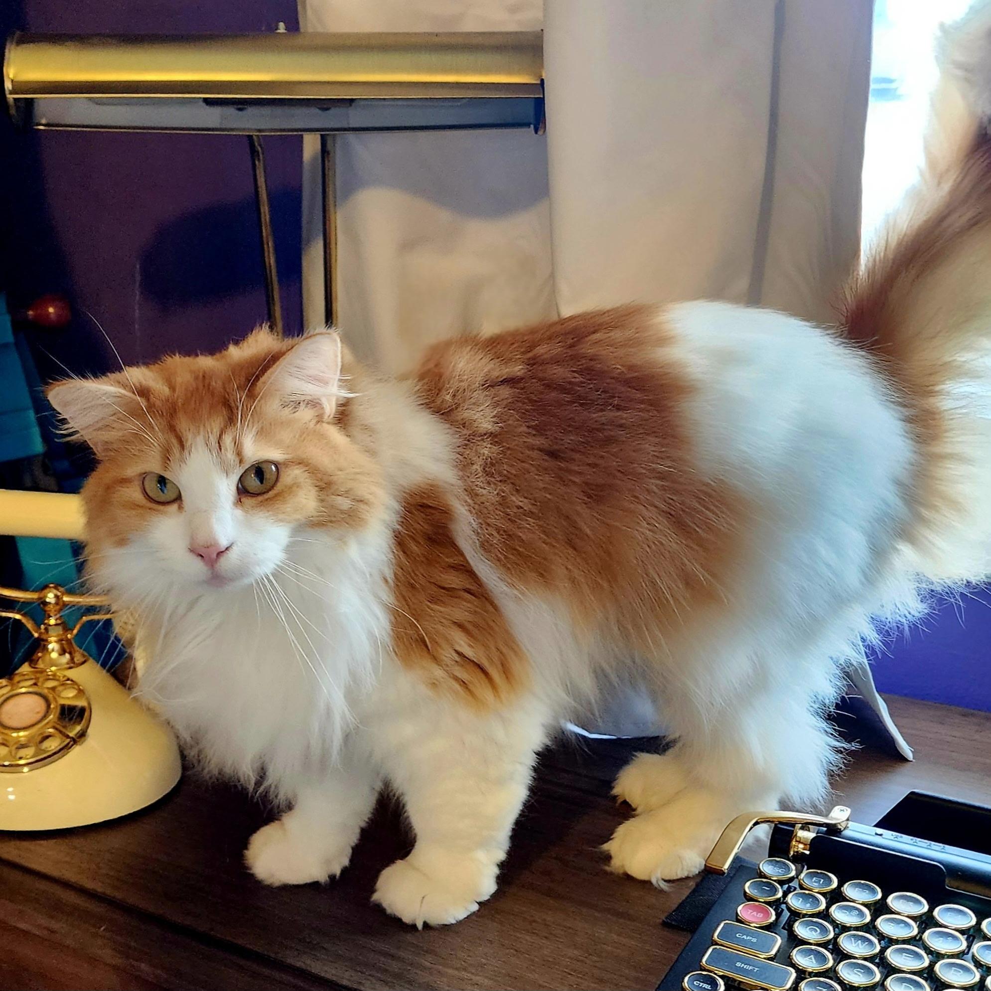 Baby Ollie, ADOPTABLE, Adult Female Ragdoll & Domestic Long Hair.