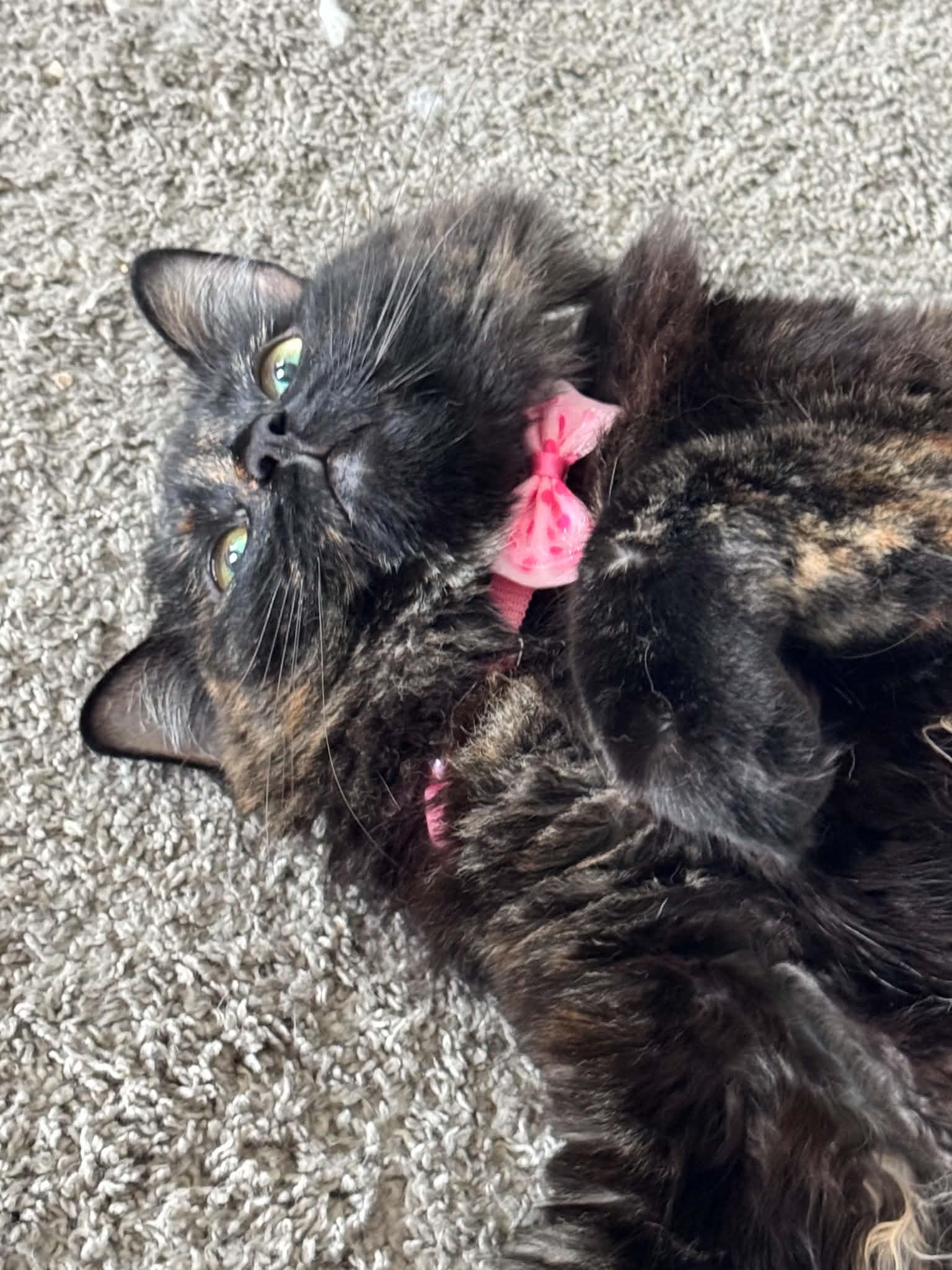 Chloe, a Adoptable Tortoiseshell in Charlotte, NC image 3/5