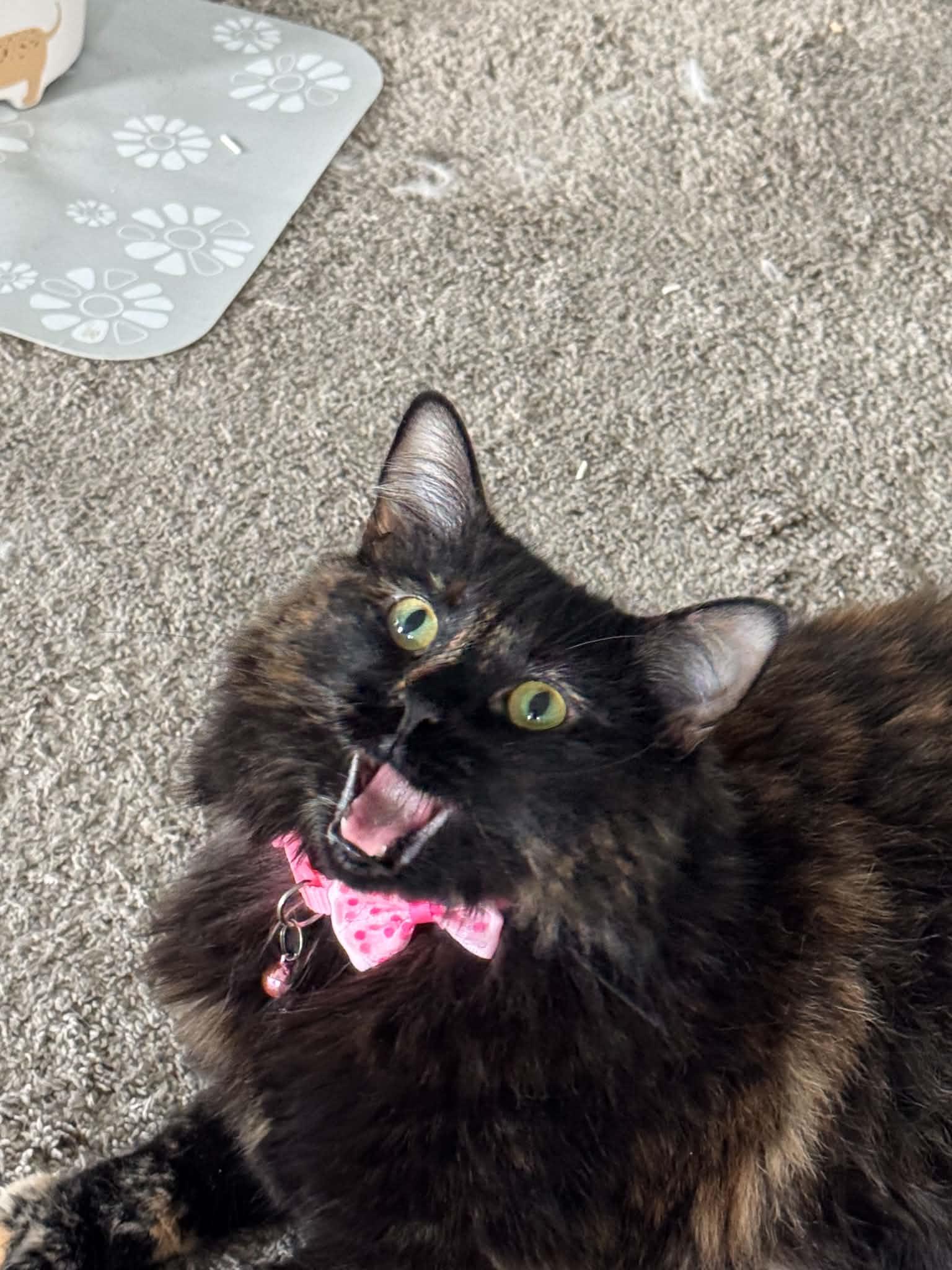 Chloe, a Adoptable Tortoiseshell in Charlotte, NC image 5/5