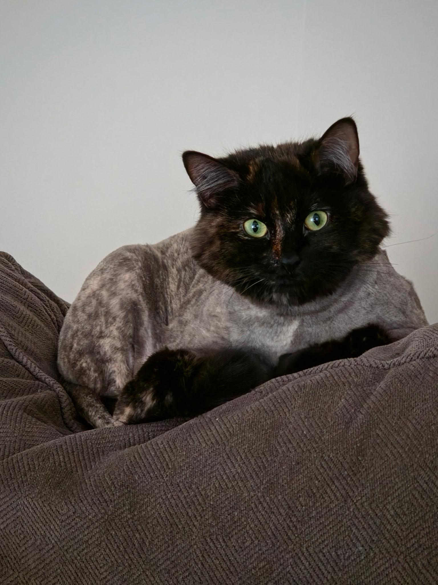 Chloe, a Adoptable Tortoiseshell in Charlotte, NC image 4/5