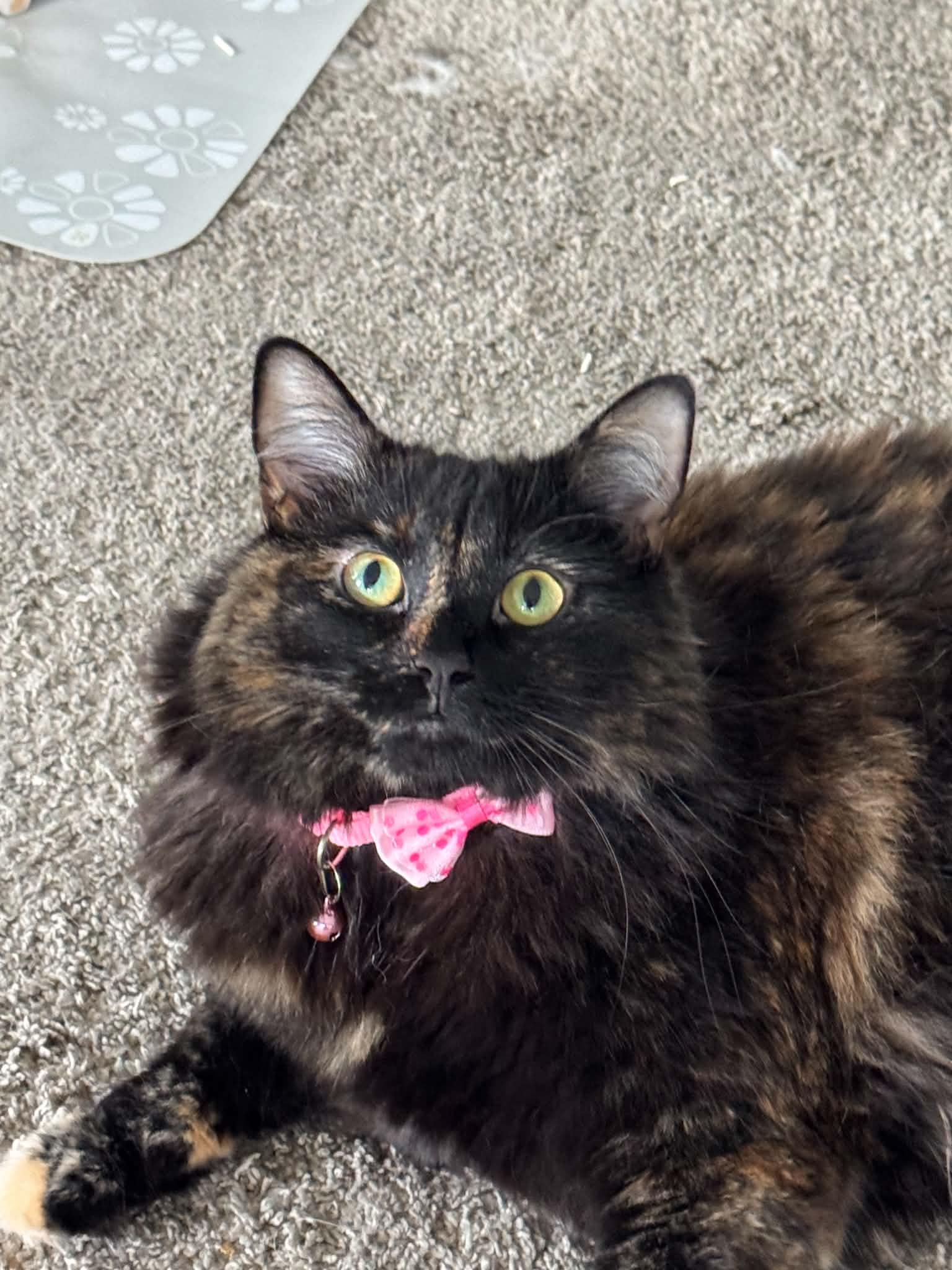 Chloe, a Adoptable Tortoiseshell in Charlotte, NC image 1/5