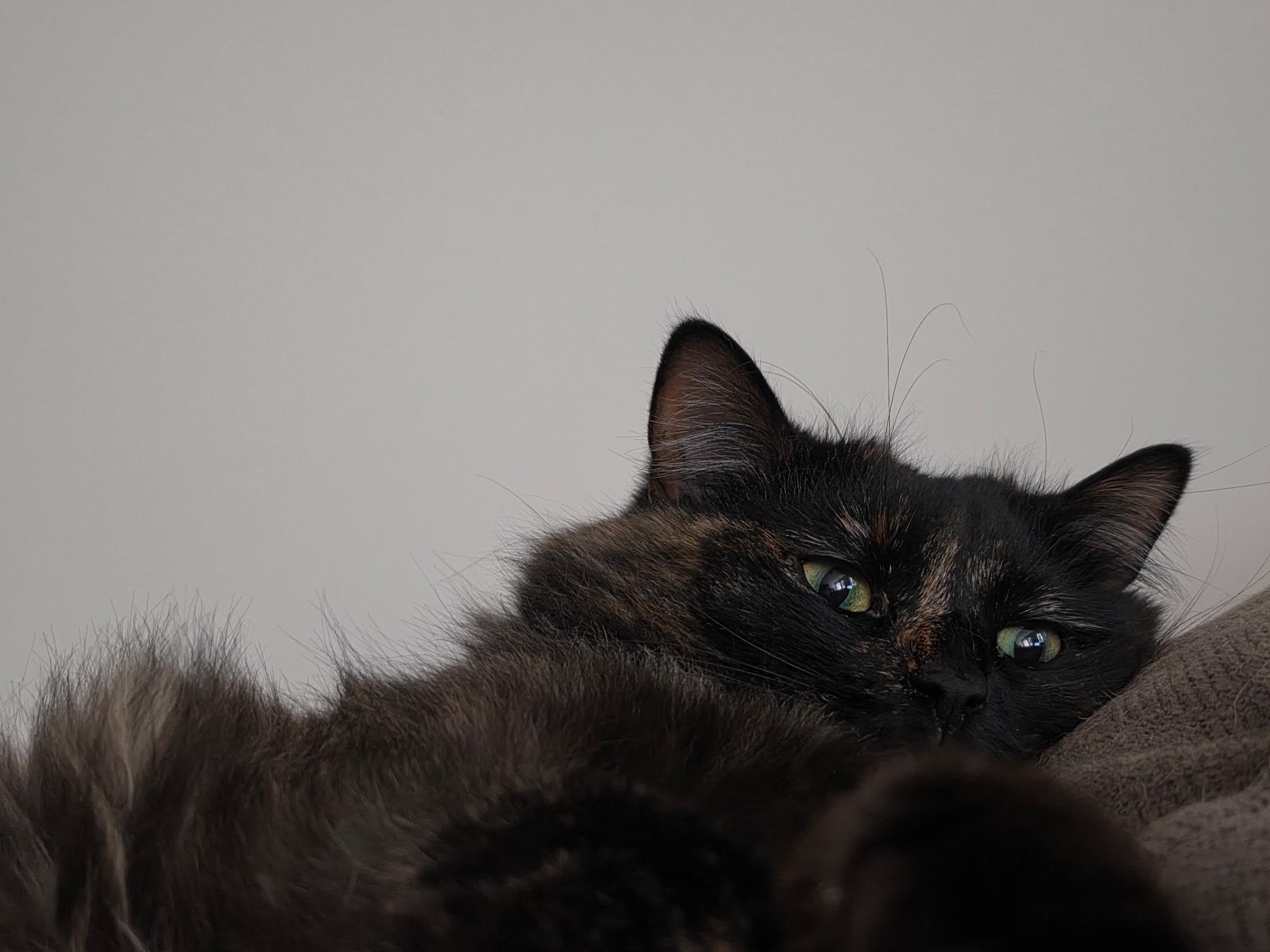 Chloe, a Adoptable Tortoiseshell in Charlotte, NC image 2/5
