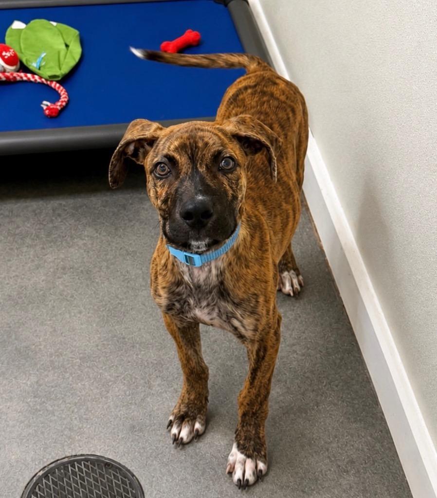 Chance, Adopted, Puppy Male Mixed Breed.