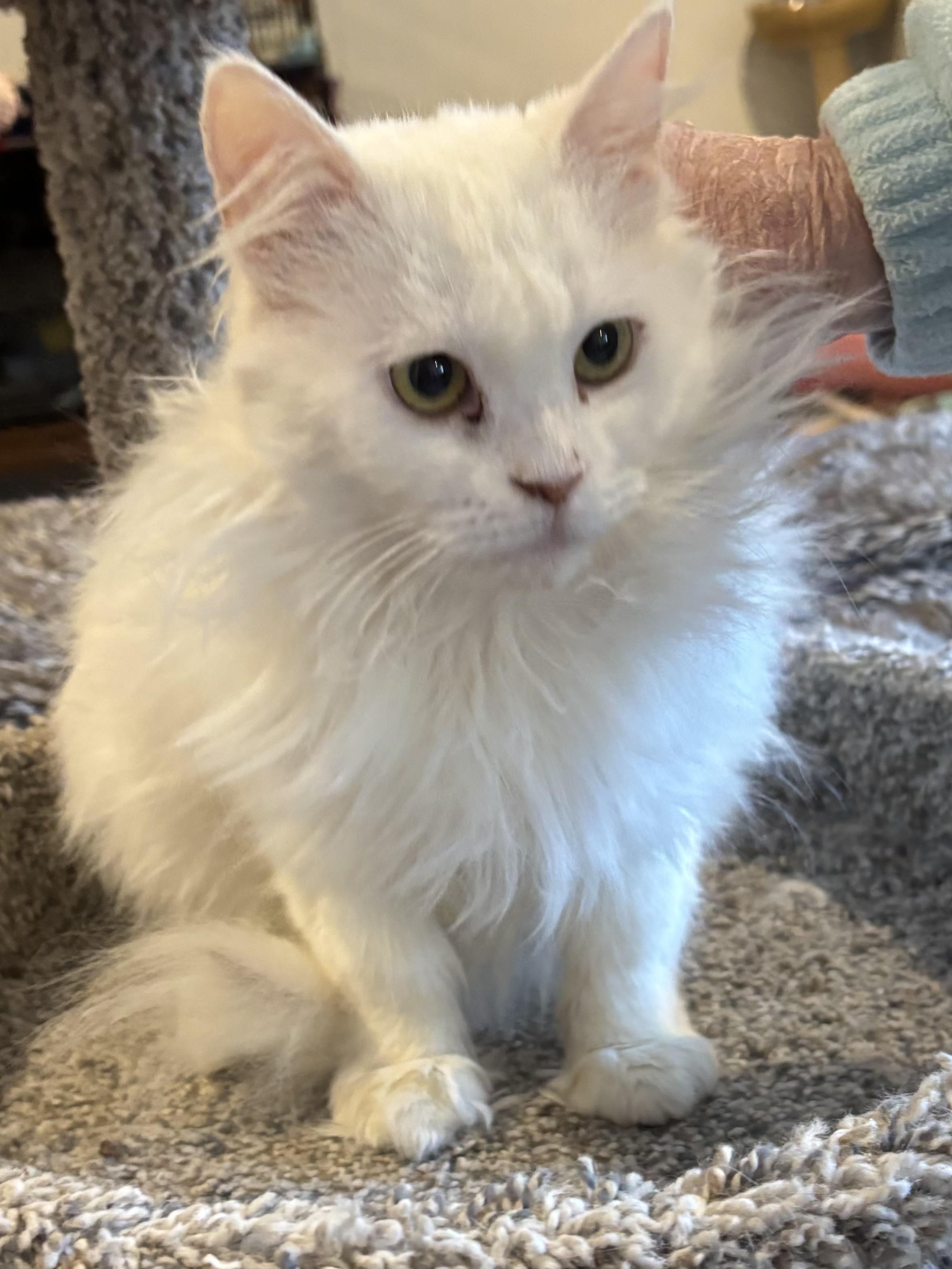 Enlarge Lola (Persian), a ADOPTABLE Persian in Fairfax, VA image 1/4