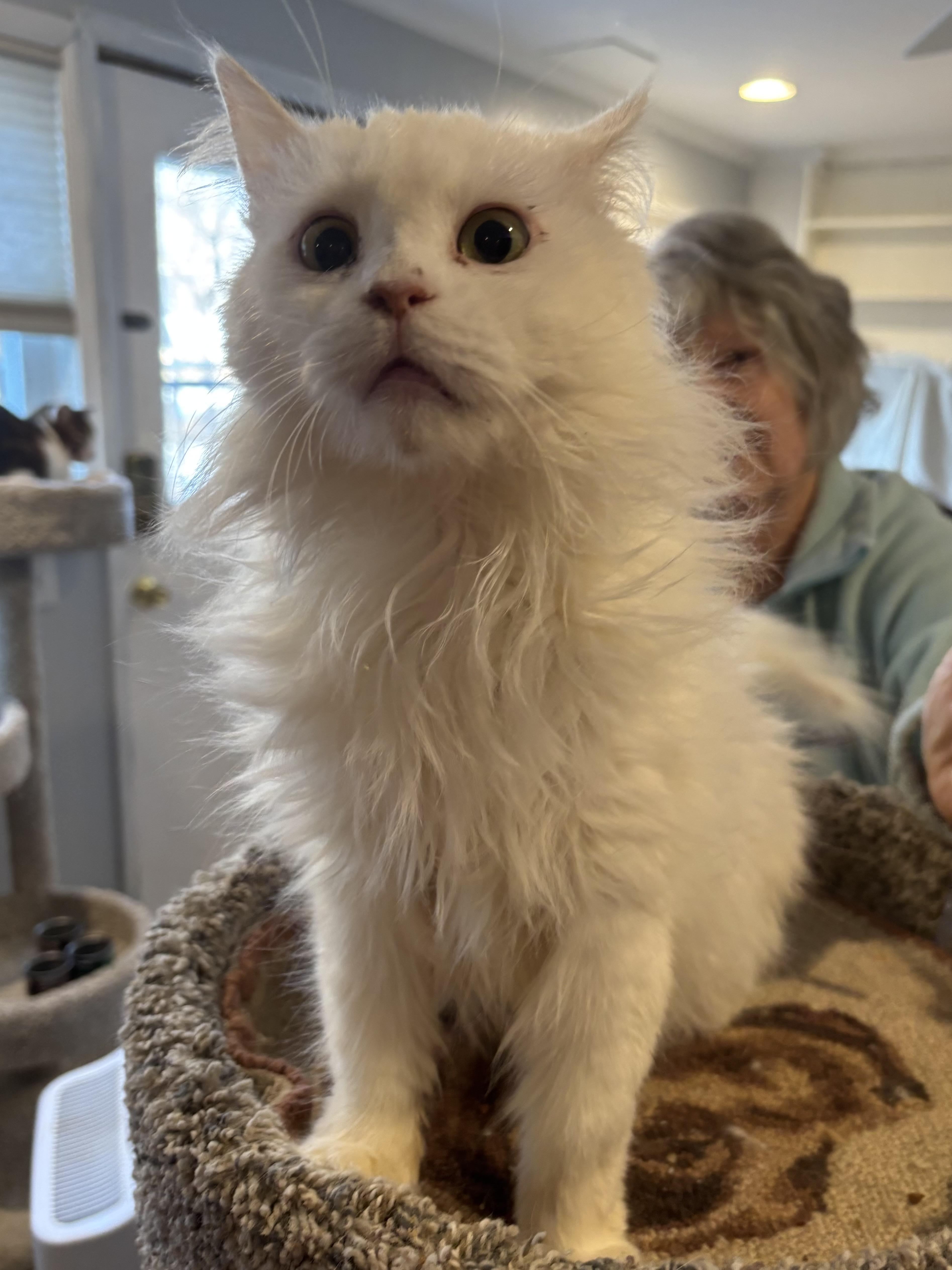 Enlarge Lola (Persian), a ADOPTABLE Persian in Fairfax, VA image 2/4