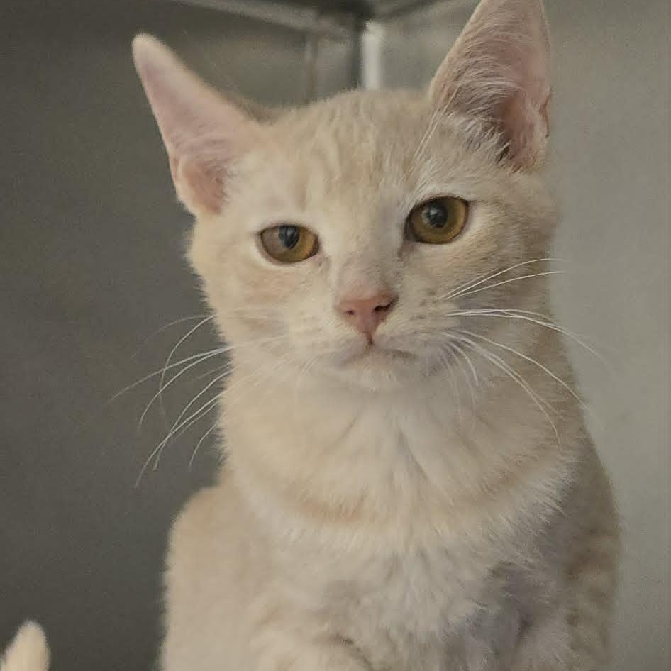 Flannel, adoptable, Kitten Male Domestic Short Hair.