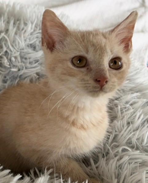 Enlarge Flannel, an adoptable Domestic Short Hair in Orange, VA image 2/2