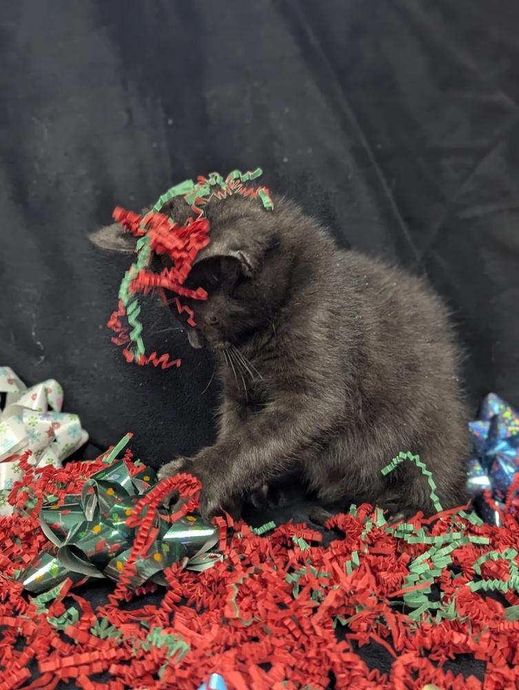 Blinkie, Adoptable, Kitten Male Domestic Short Hair.