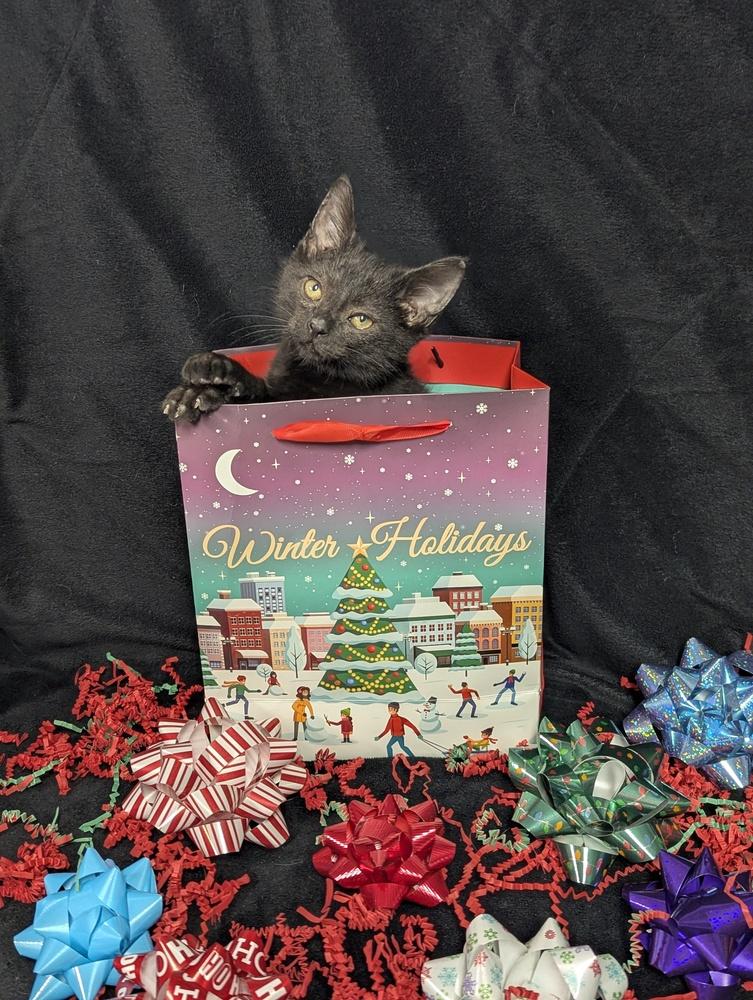 Enlarge Blinkie, a Adoptable Domestic Short Hair in Lorain, OH image 3/5