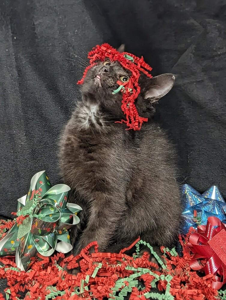 Enlarge Blinkie, a Adoptable Domestic Short Hair in Lorain, OH image 4/5