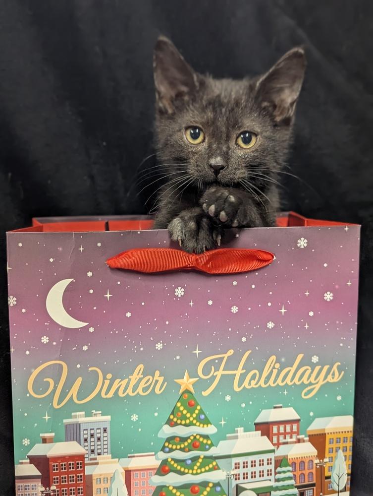 Enlarge Blinkie, a Adoptable Domestic Short Hair in Lorain, OH image 5/5