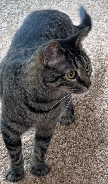 Enlarge Crescent (in foster), a Adoptable mixed breed in Fishers, IN image 1/3