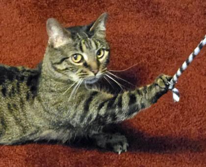 Enlarge Crescent (in foster), a Adoptable mixed breed in Fishers, IN image 2/3