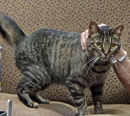 Enlarge Crescent (in foster), a Adoptable mixed breed in Fishers, IN image 3/3