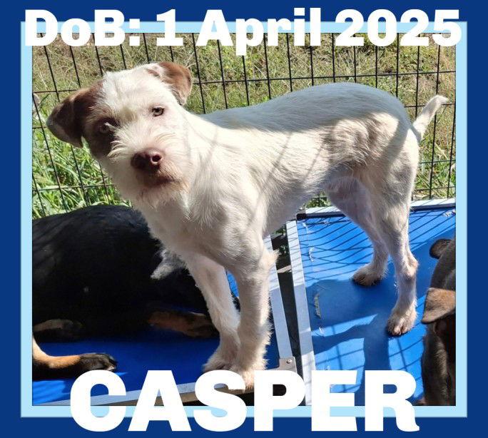 Casper thumbnail 2