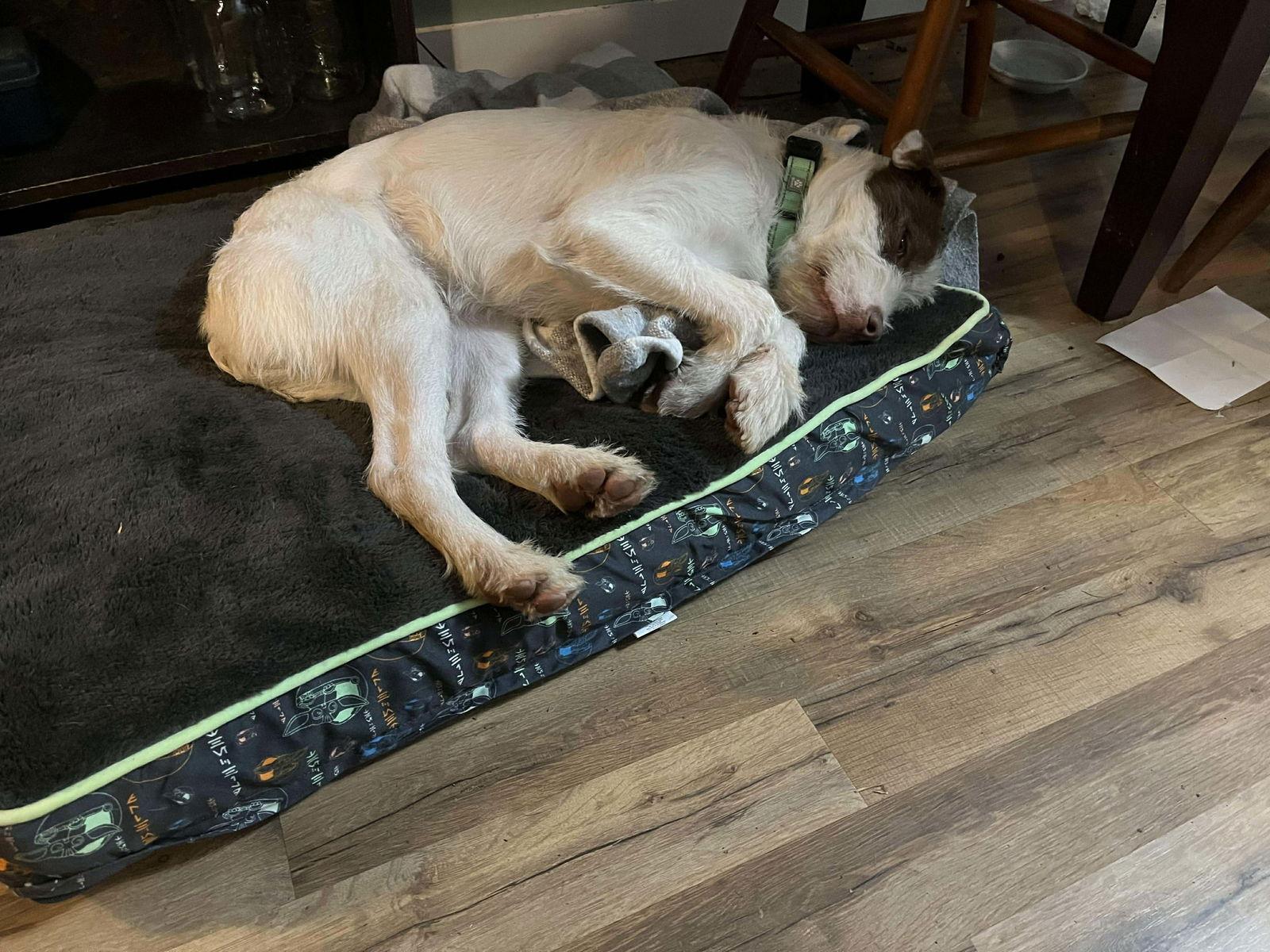 CASPER - Fostered in Turner, Maine, Adoptable, Young Male Wheaten Terrier.