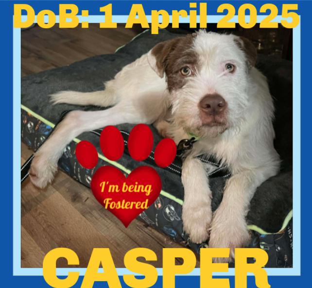 CASPER - Fostered in Turner, Maine, Adoptable, Young Male Wheaten Terrier.