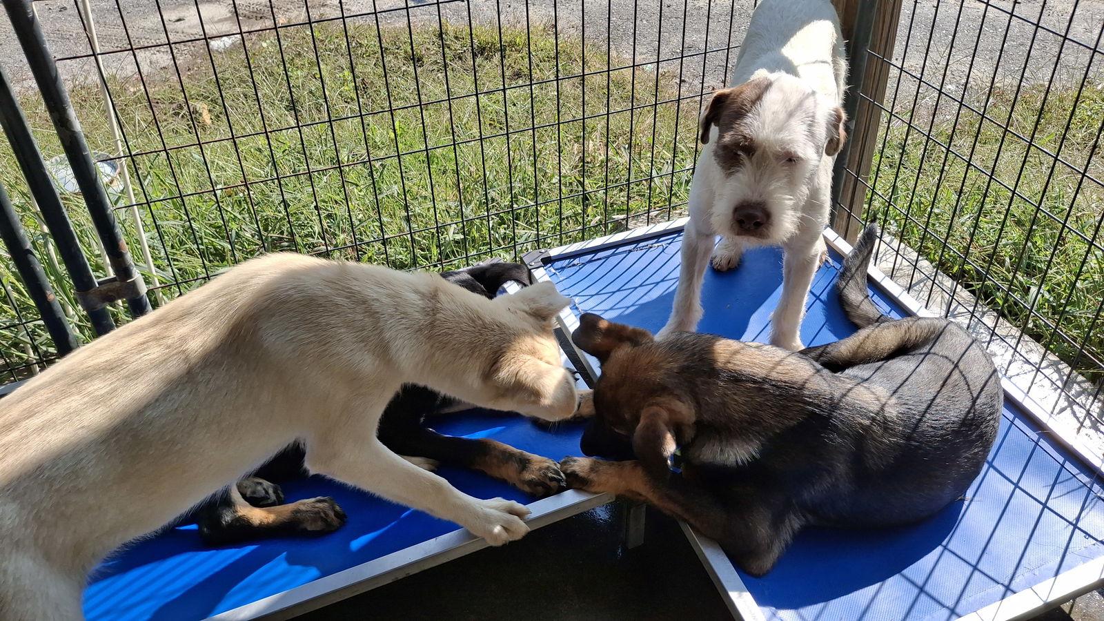 CASPER, Adoptable, Young Male Wheaten Terrier.