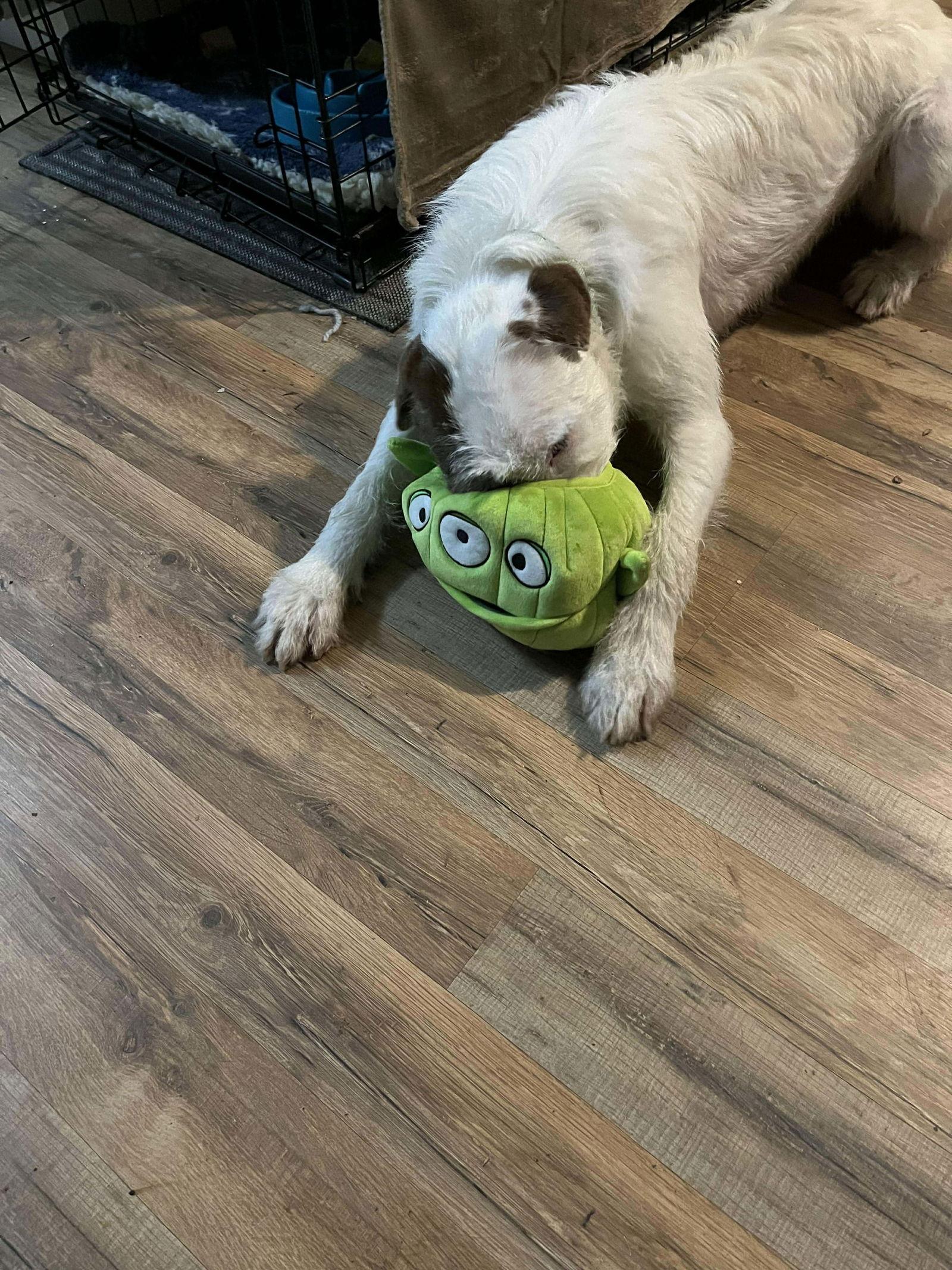 Enlarge CASPER - Fostered in Turner, Maine, a Adoptable Wheaten Terrier in Sebec, ME image 4/4