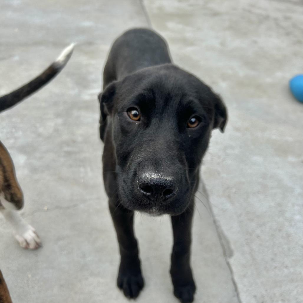 Phil, Adoptable, Puppy Male Black Labrador Retriever.