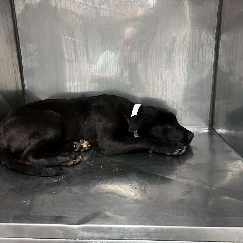 Enlarge Phil, a Adoptable Black Labrador Retriever in Birmingham, AL image 2/2