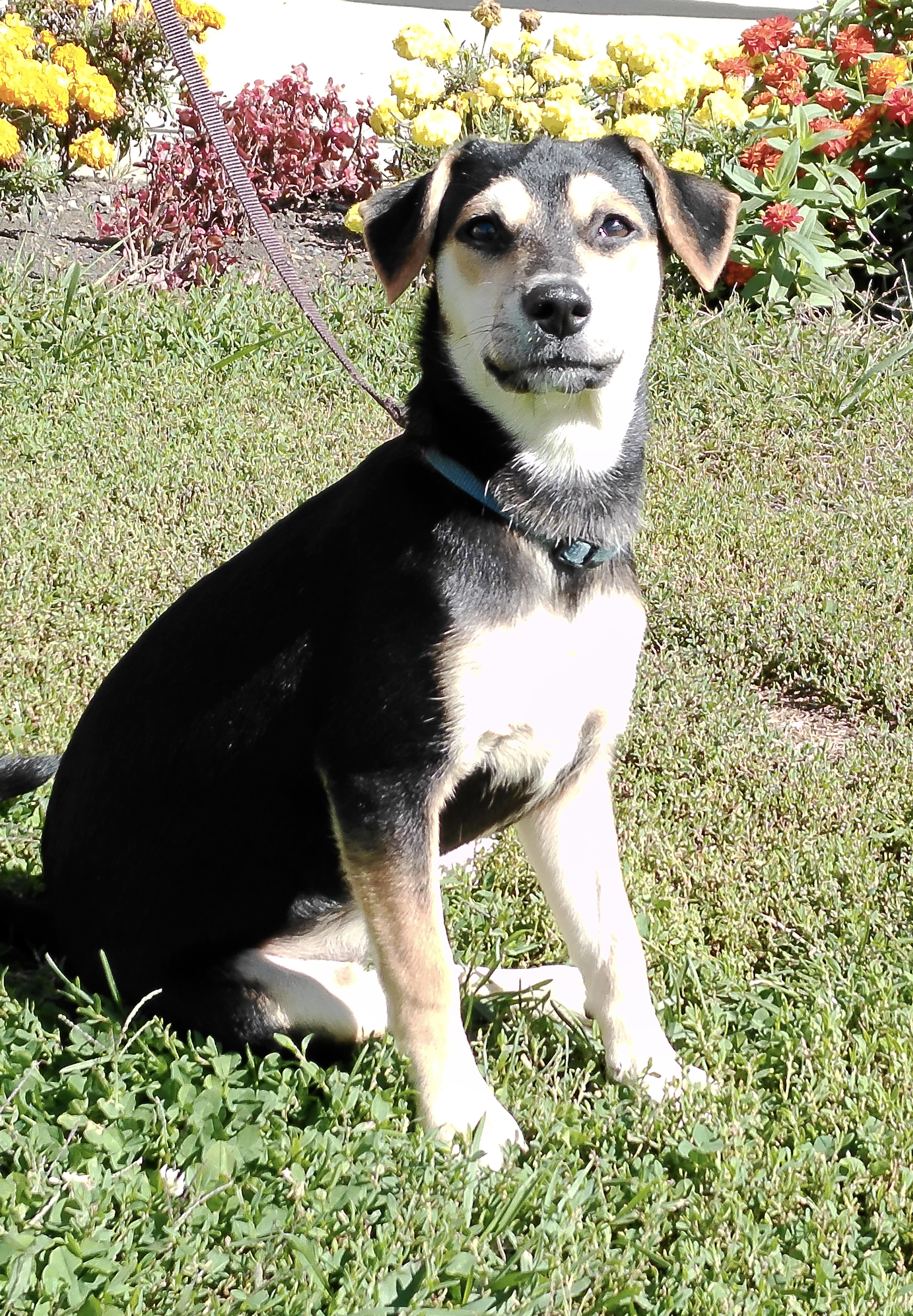 Enlarge Bonnie, a Adoptable mixed breed in Pottsville, PA image 3/5