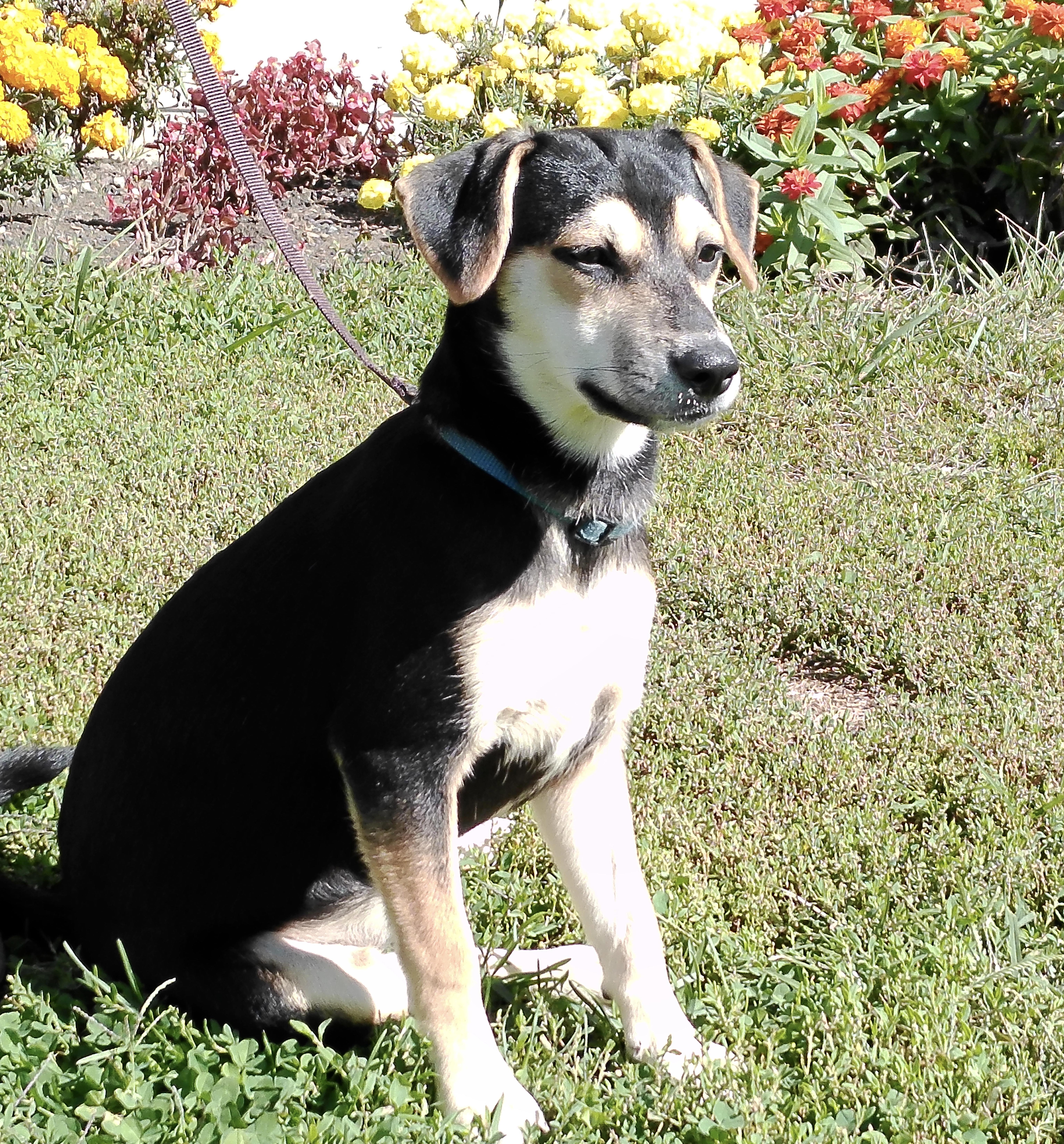 Enlarge Bonnie, a Adoptable mixed breed in Pottsville, PA image 4/5