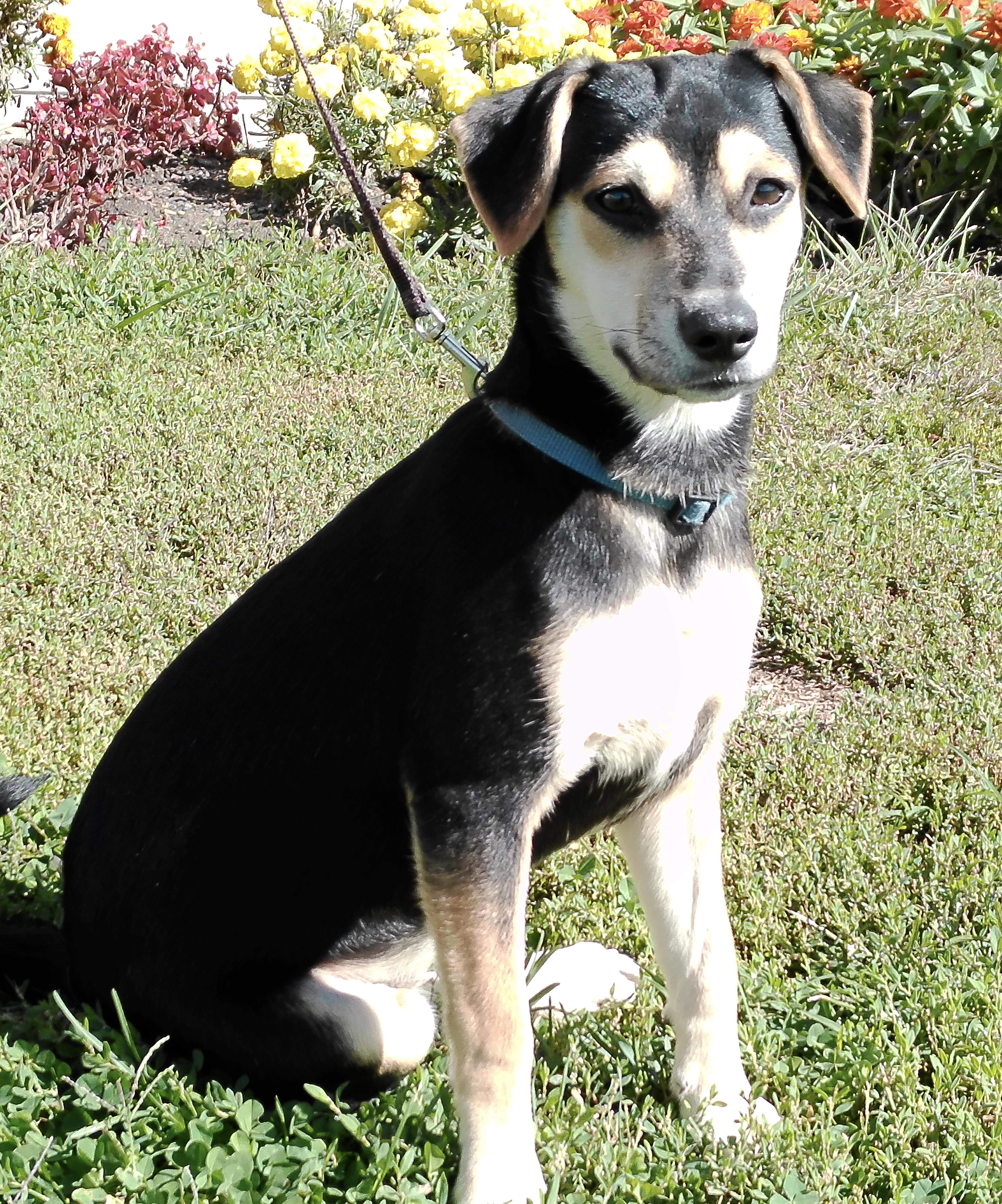 Bonnie, Adoptable, Young Female Miniature Pinscher & Chihuahua.