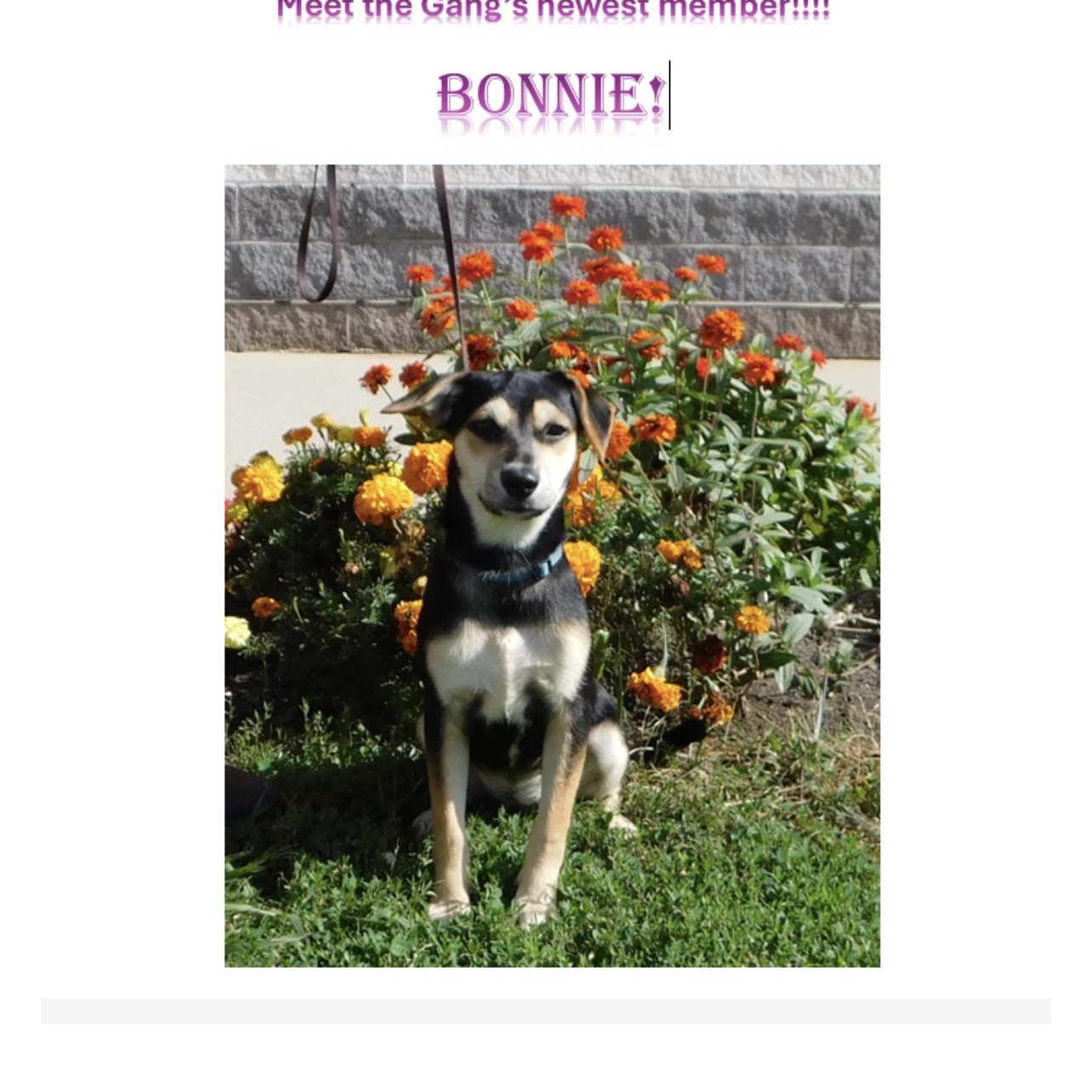 Enlarge Bonnie, a Adoptable mixed breed in Pottsville, PA image 2/5