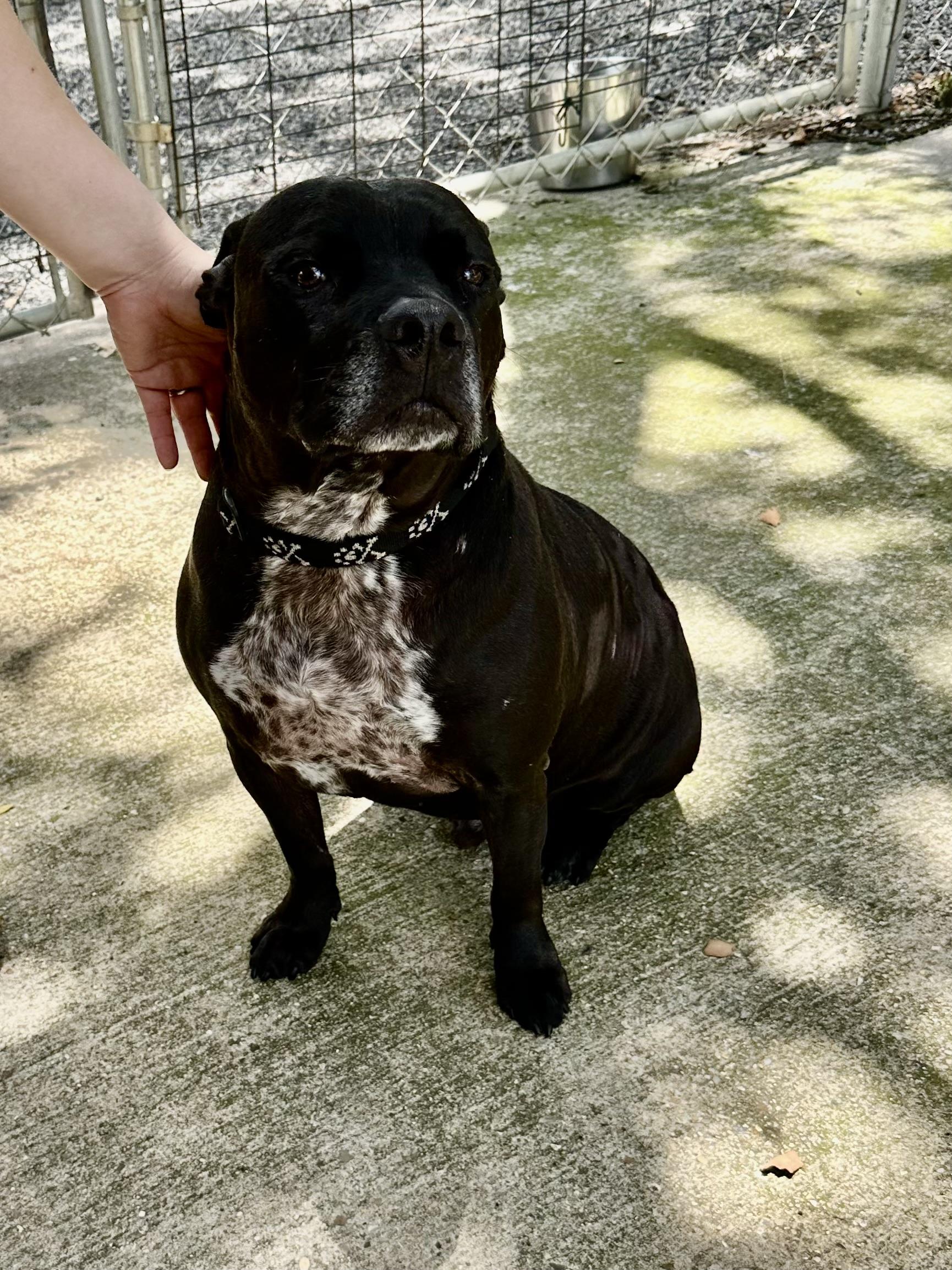 Drako
