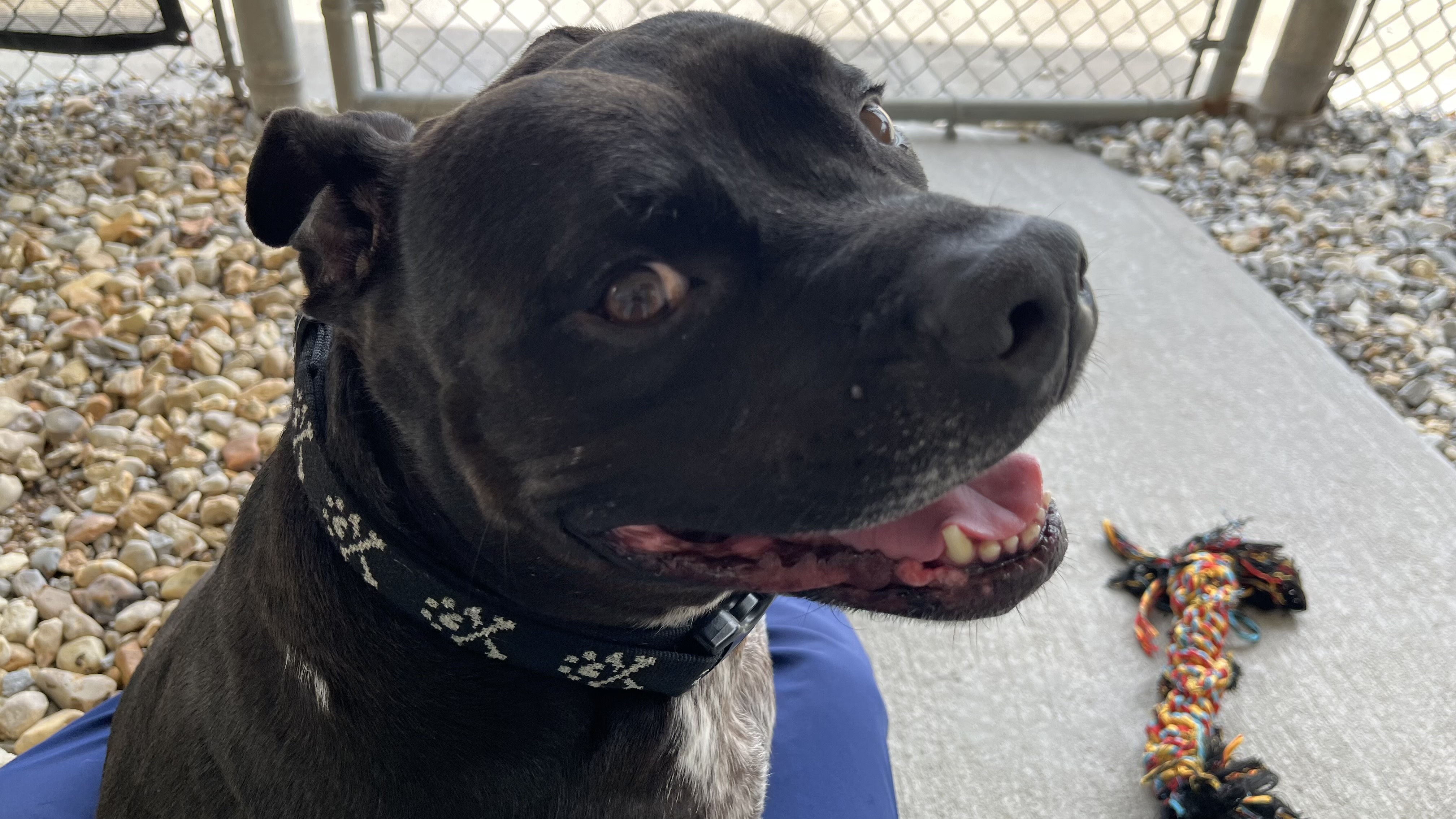 Enlarge Drako, a Adoptable Pit Bull Terrier in Baton Rouge, LA image 2/4