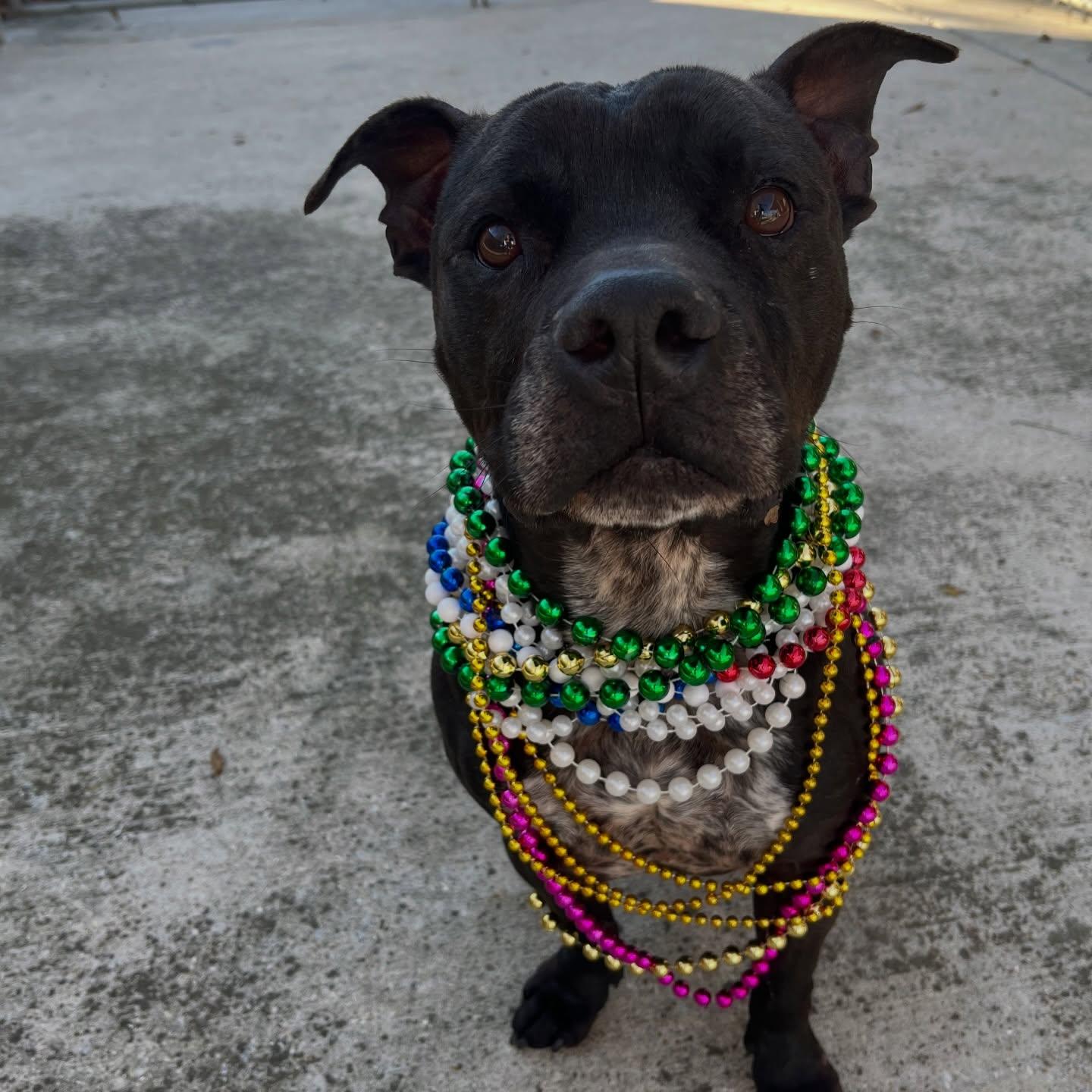 Drako, Adoptable, Adult Male Pit Bull Terrier.