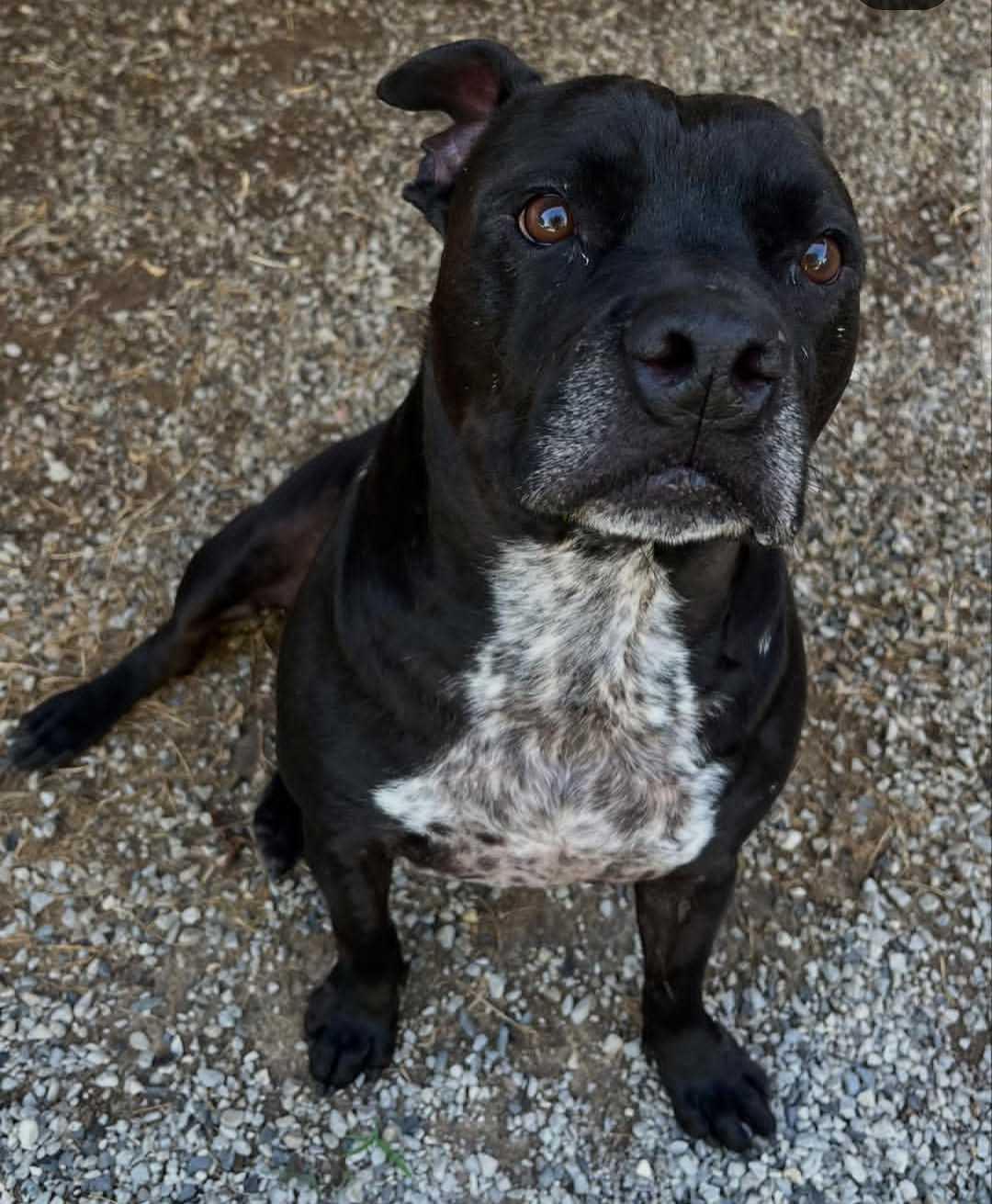 Drako, Adoptable, Adult Male Pit Bull Terrier.