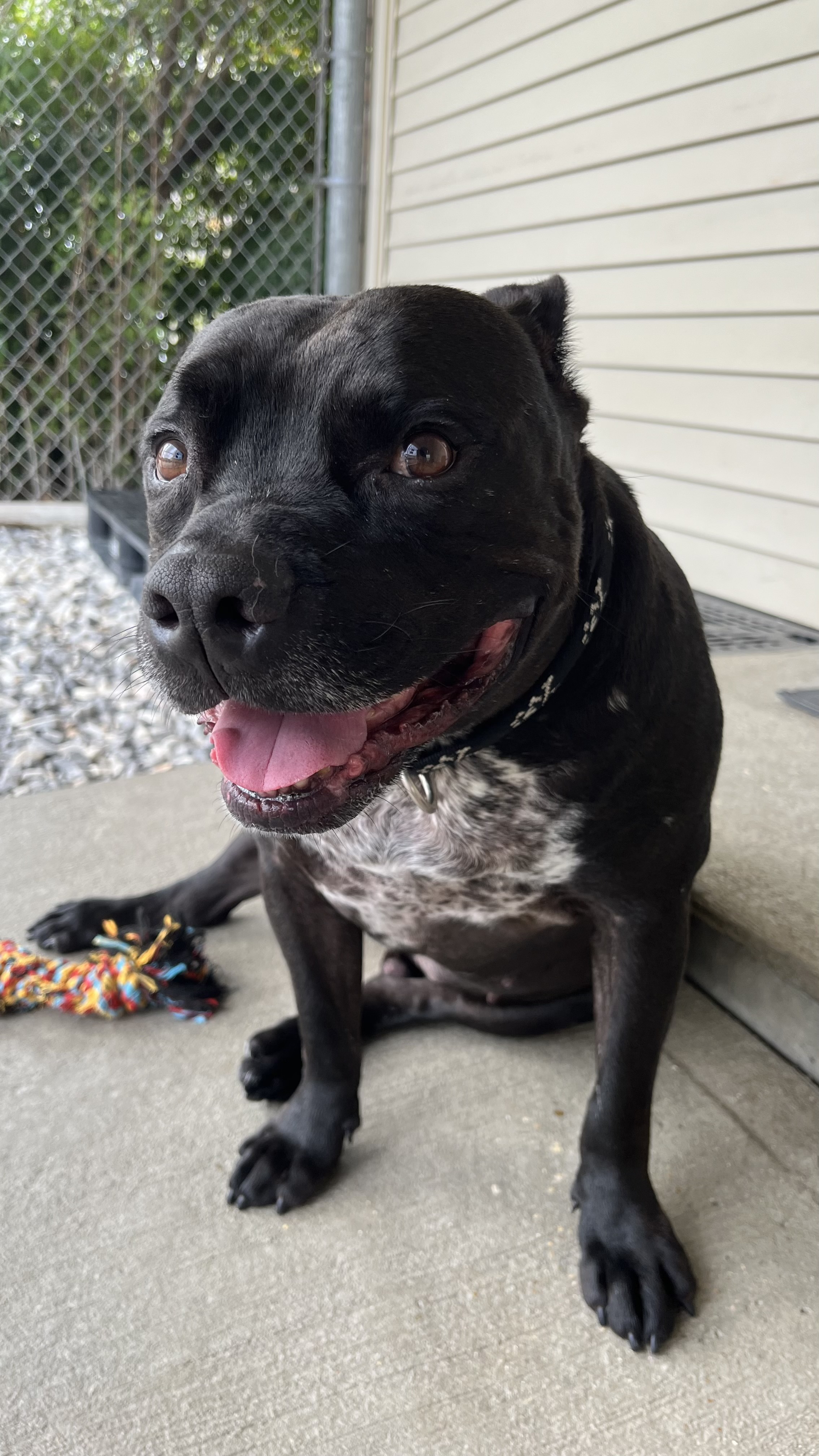 Enlarge Drako, a Adoptable Pit Bull Terrier in Baton Rouge, LA image 4/4
