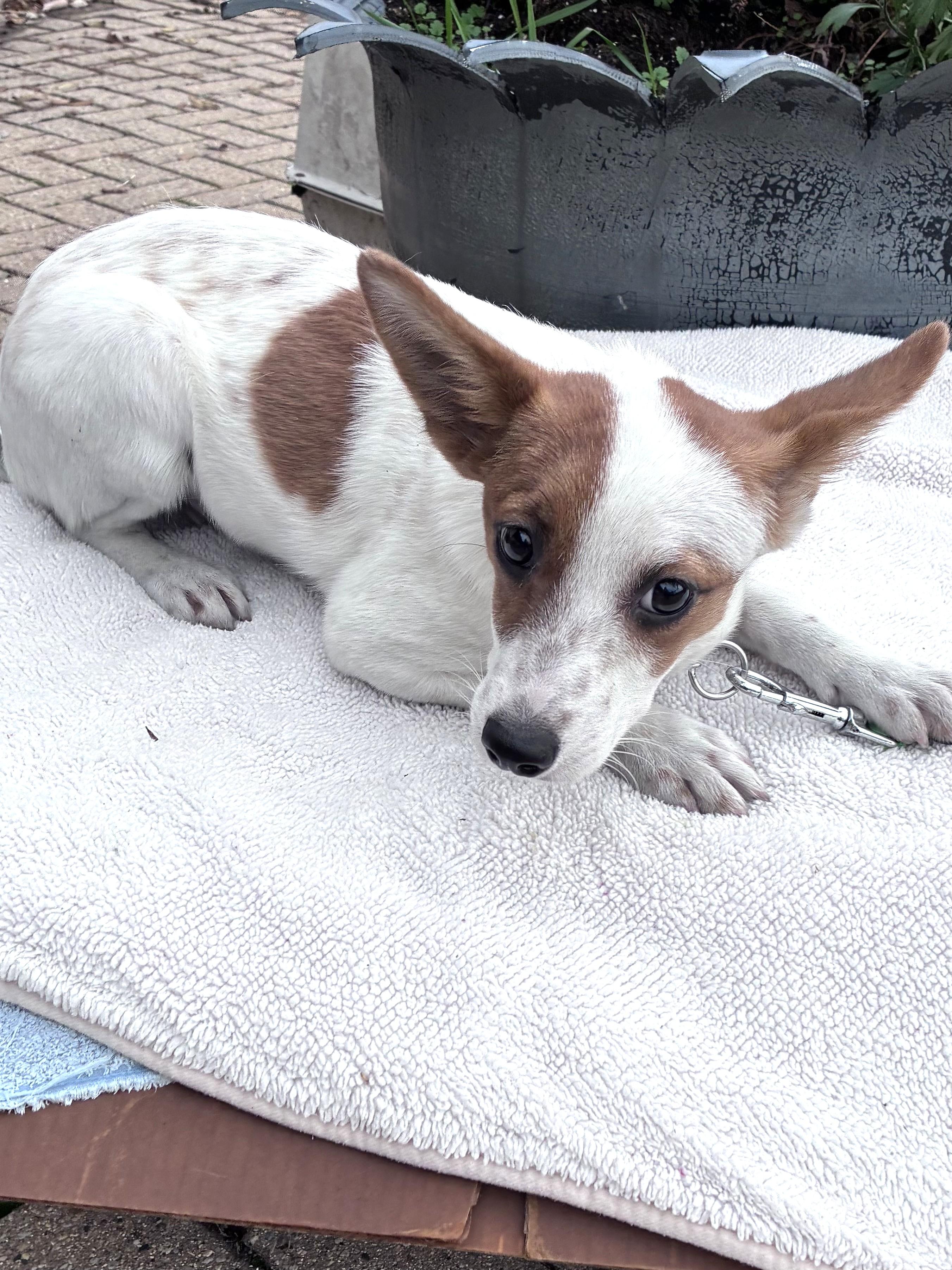 Enlarge Louanne, a Adoptable mixed breed in West Chicago, IL image 1/3