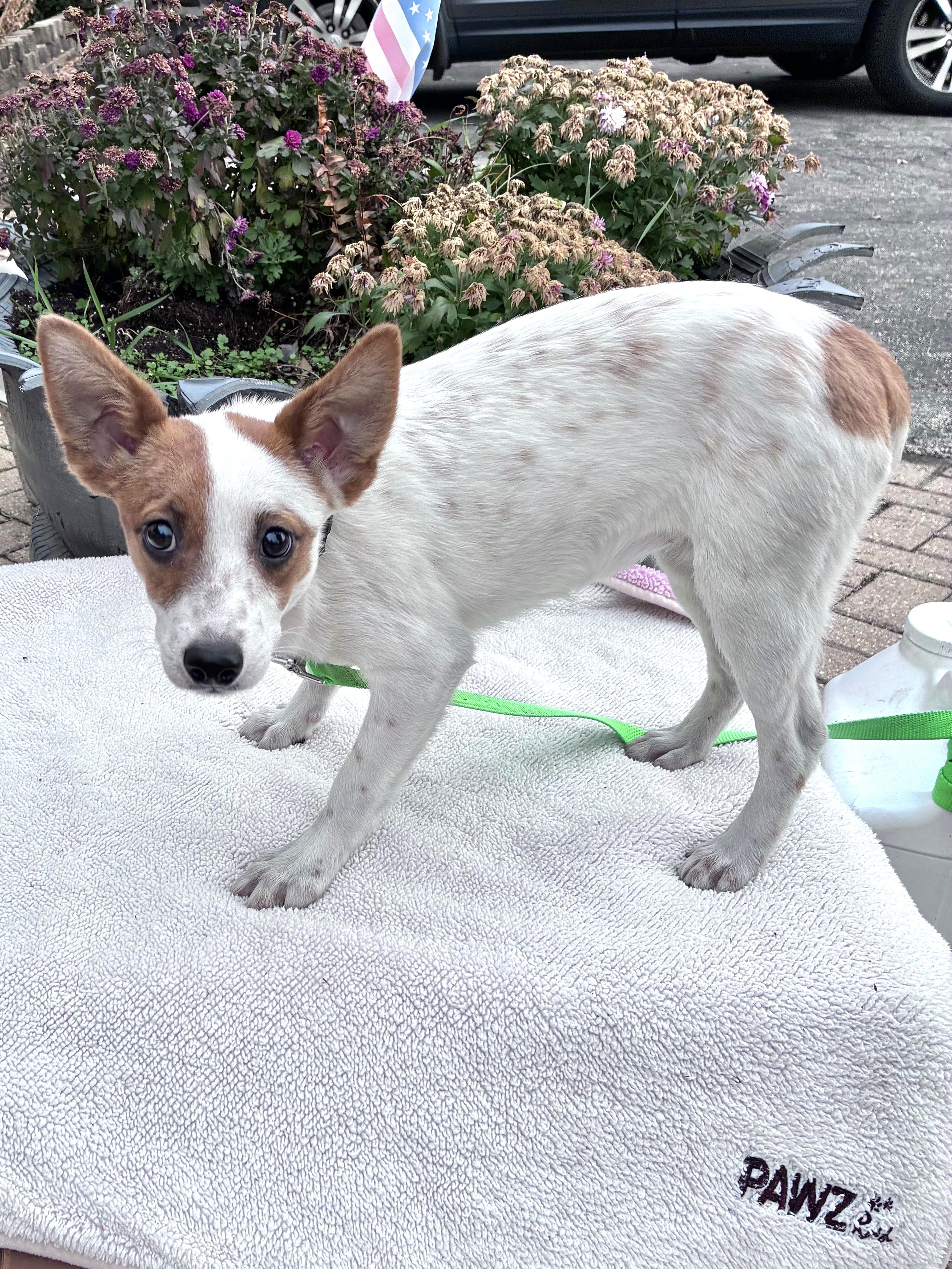 Enlarge Louanne, a Adoptable mixed breed in West Chicago, IL image 3/3