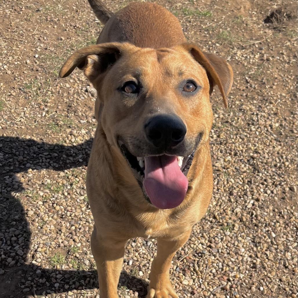 Enlarge Iggy, a Adoptable Mixed Breed in Duncan, OK image 1/5