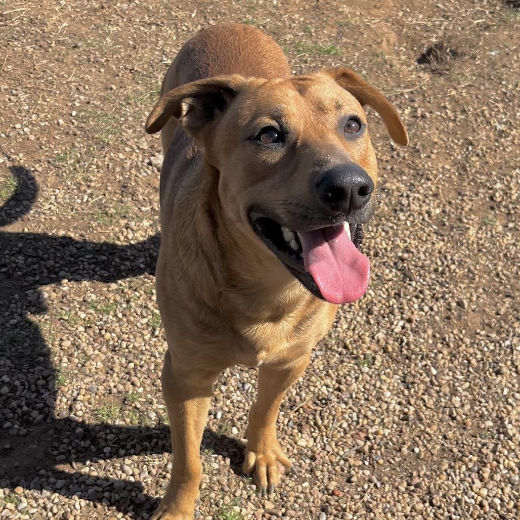 Enlarge Iggy, a Adoptable Mixed Breed in Duncan, OK image 2/5