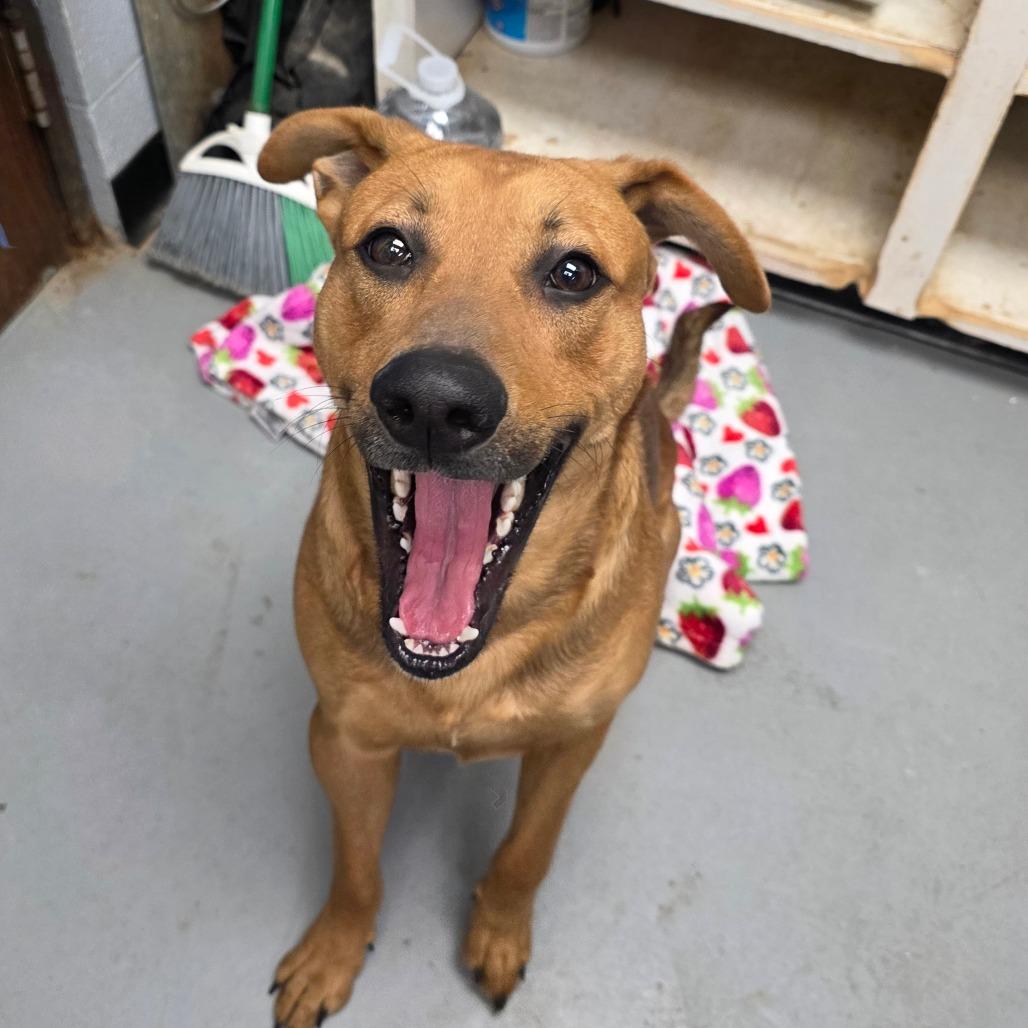 Enlarge Iggy, a Adoptable Mixed Breed in Duncan, OK image 3/5