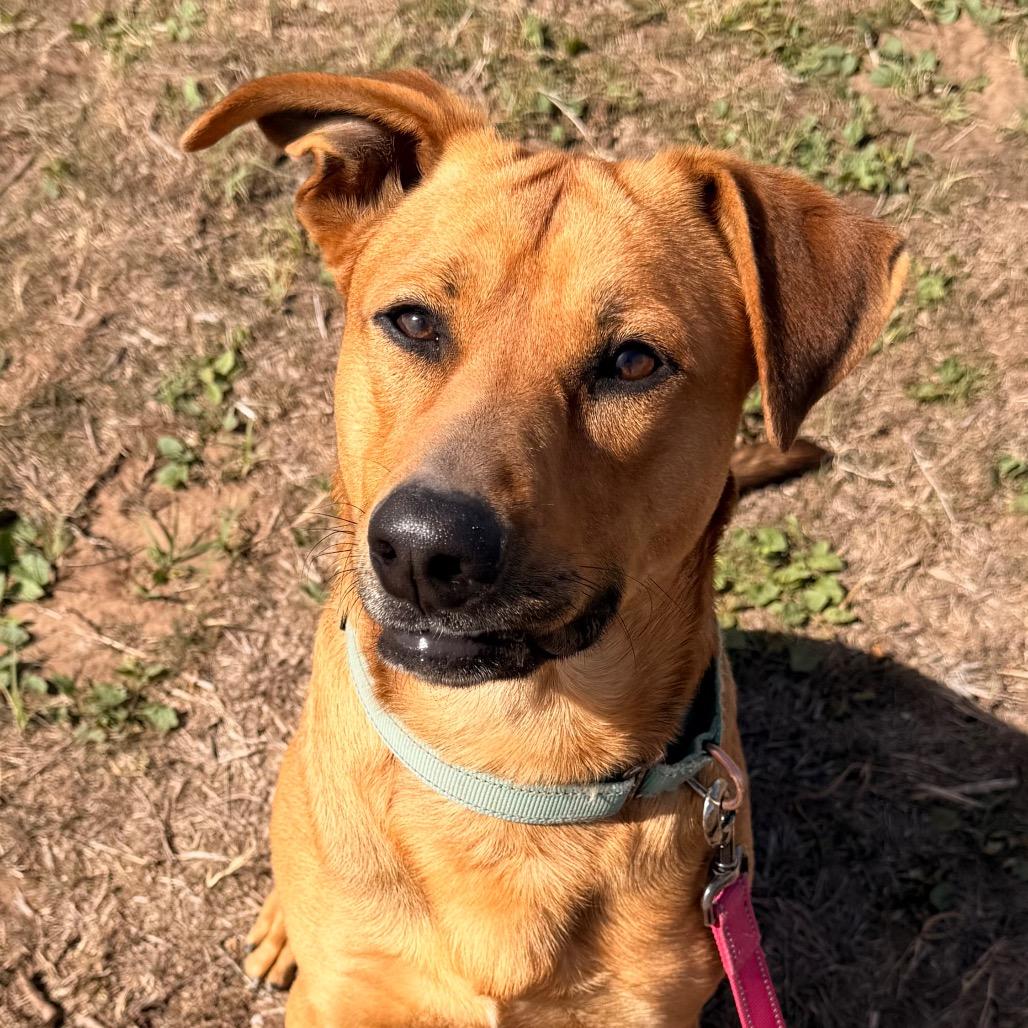 Enlarge Iggy, a Adoptable Mixed Breed in Duncan, OK image 4/5