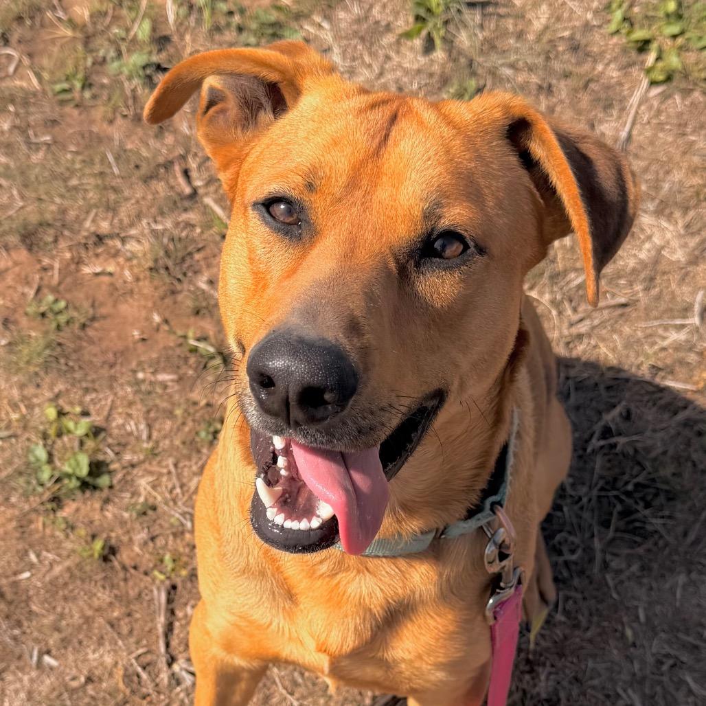 Enlarge Iggy, a Adoptable Mixed Breed in Duncan, OK image 5/5