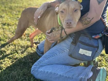 Asteroid, a Adoptable Mixed Breed in Maumee, OH image 1/3