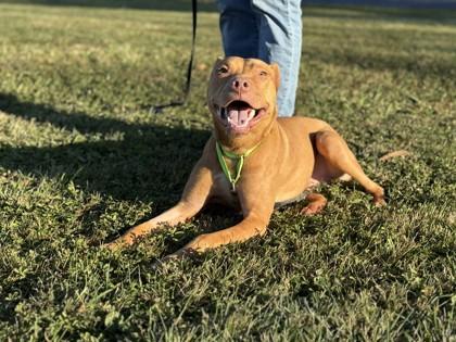 Asteroid, a Adoptable Mixed Breed in Maumee, OH image 2/3