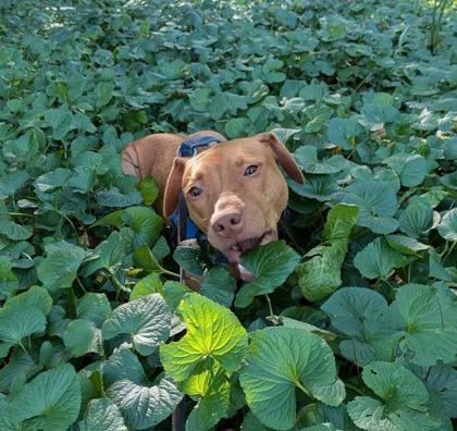 Asteroid, a Adoptable Mixed Breed in Maumee, OH image 3/3