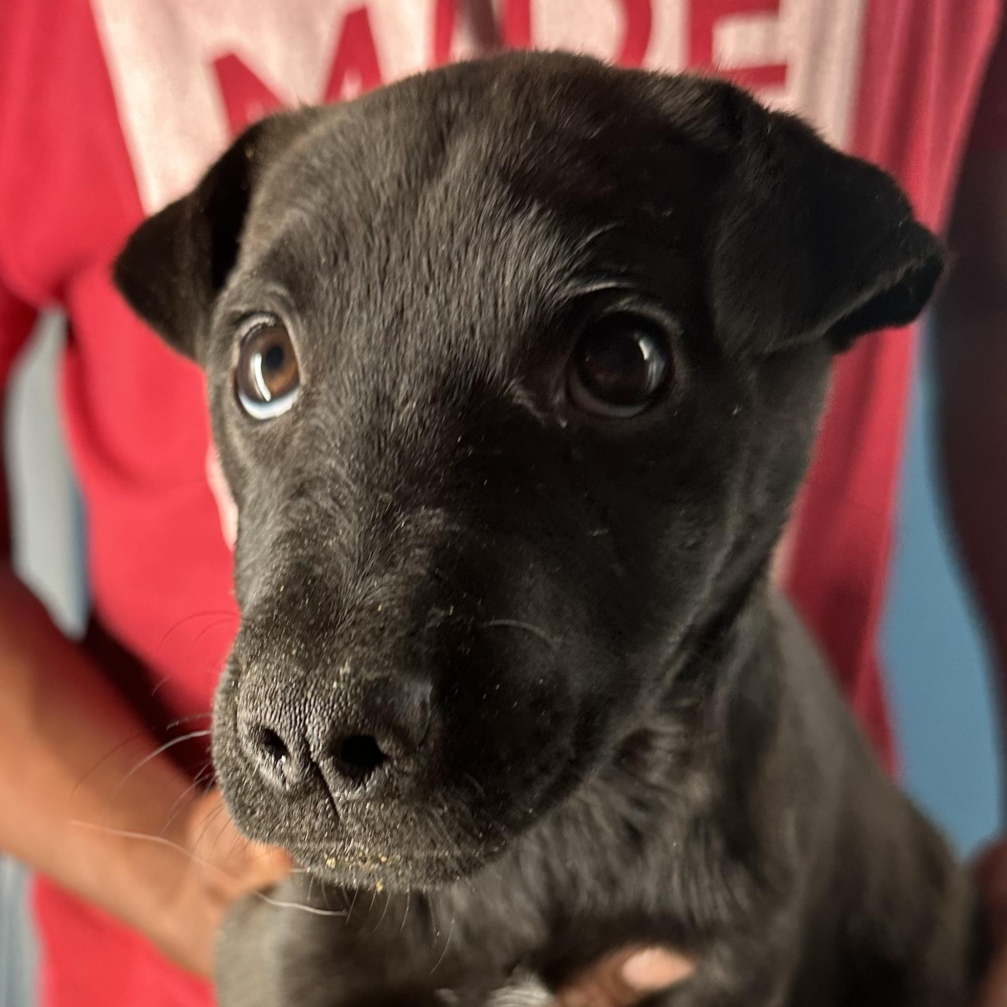 Diva - Local April 10-12, adoptable, Puppy Female Shar-Pei.