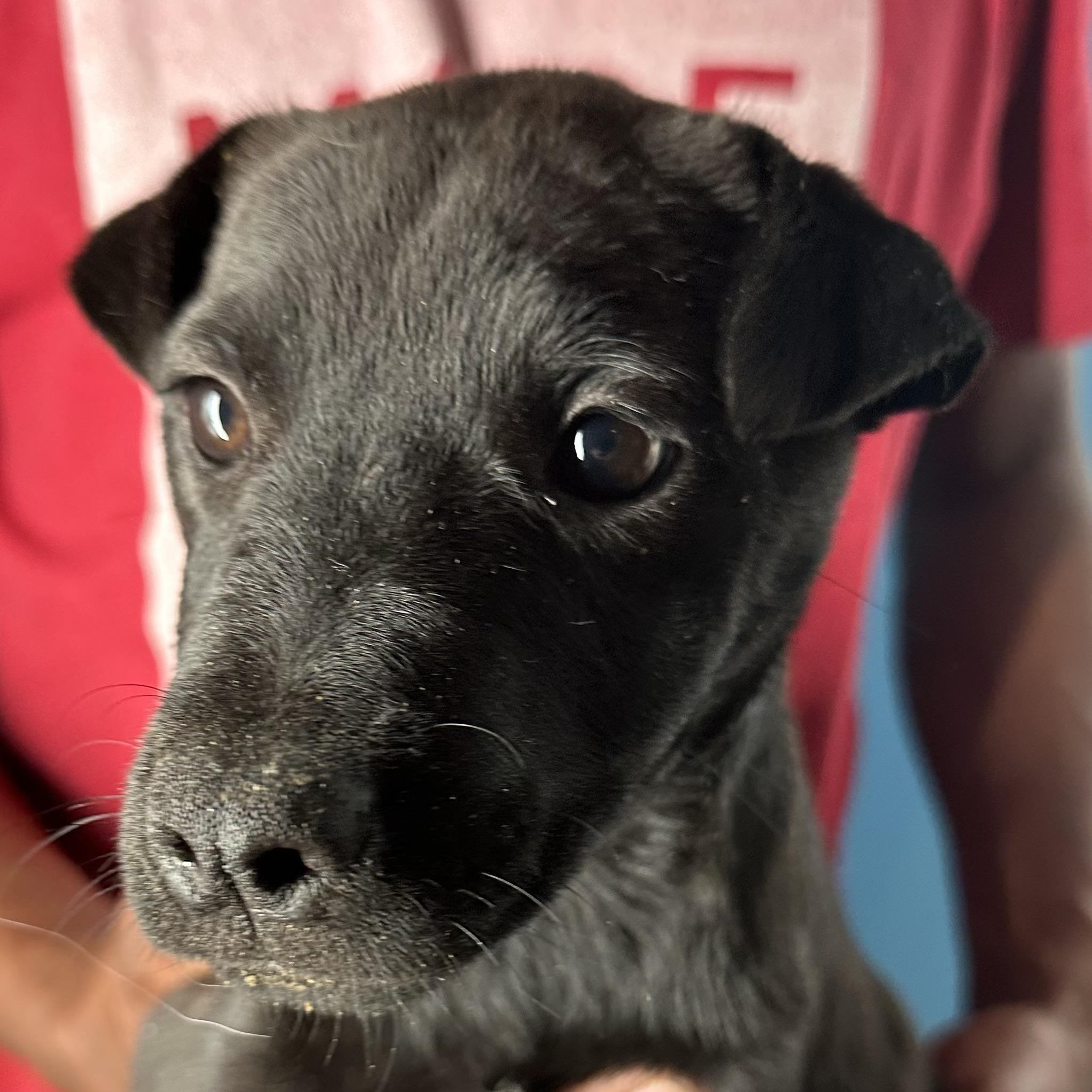 Enlarge Diva - Local April 10-12, an adoptable mixed breed in North Smithfield, RI image 4/6