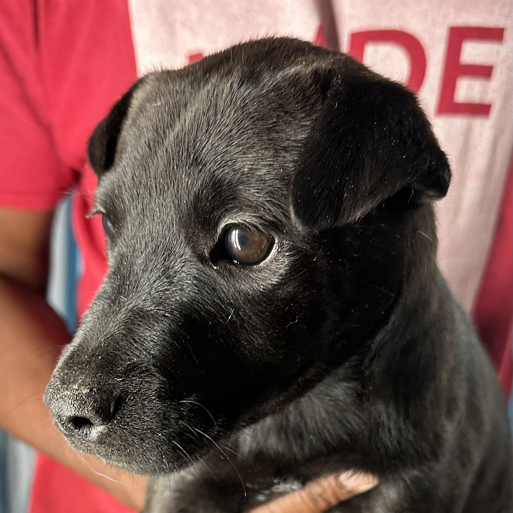 Enlarge Diva - Local April 10-12, an adoptable mixed breed in North Smithfield, RI image 2/6